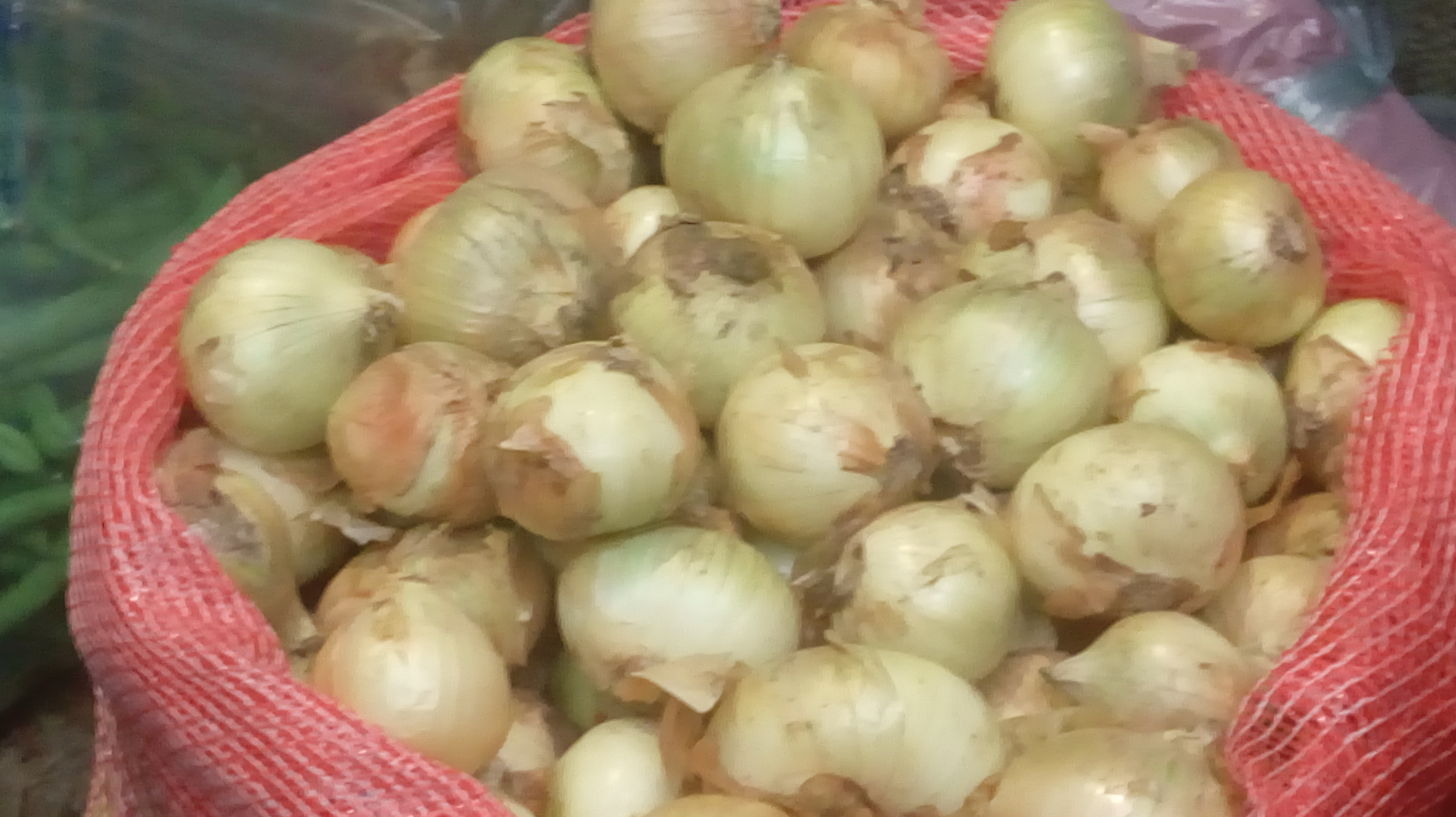 Cebolla cabezona