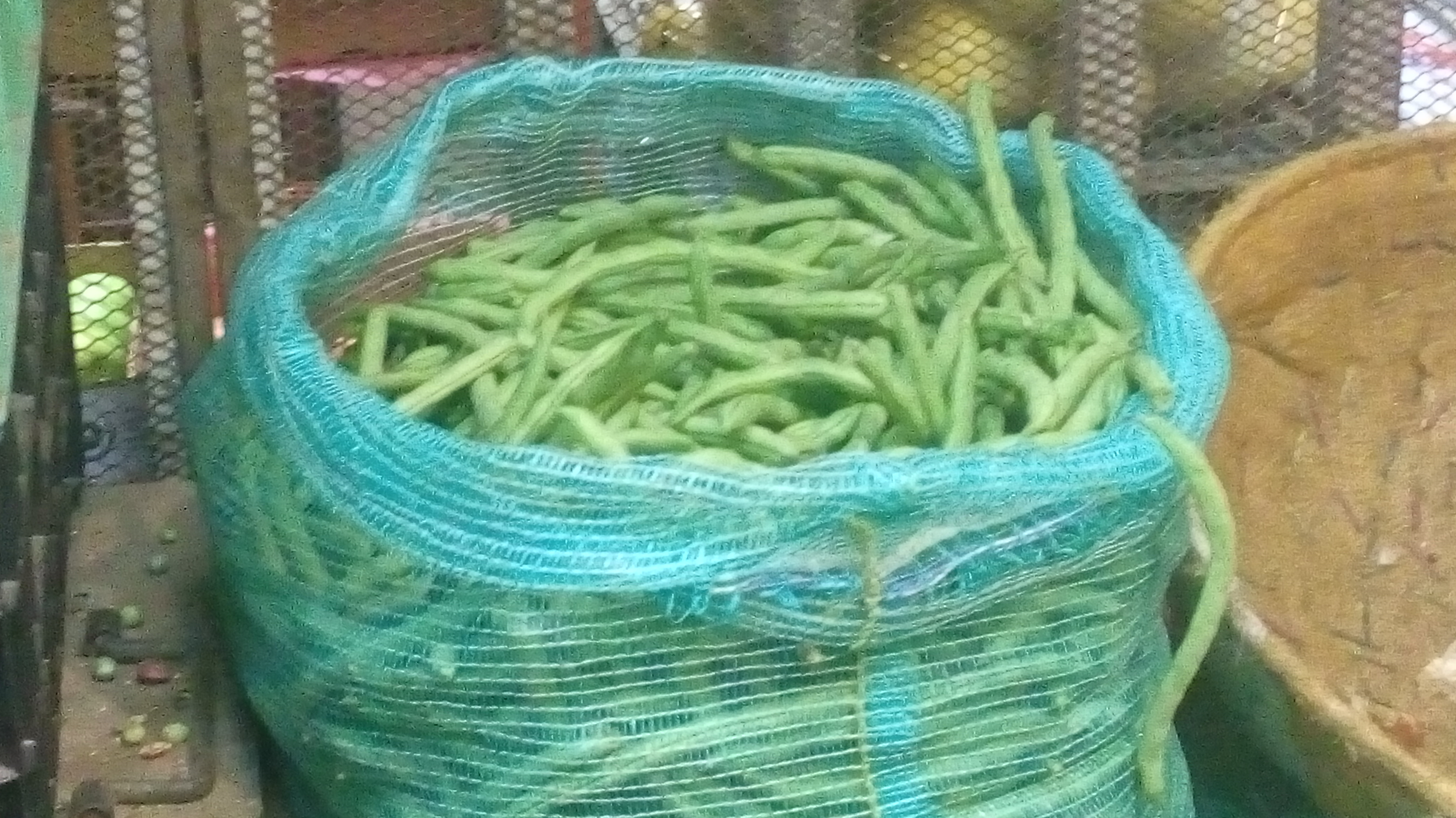 Habichuela