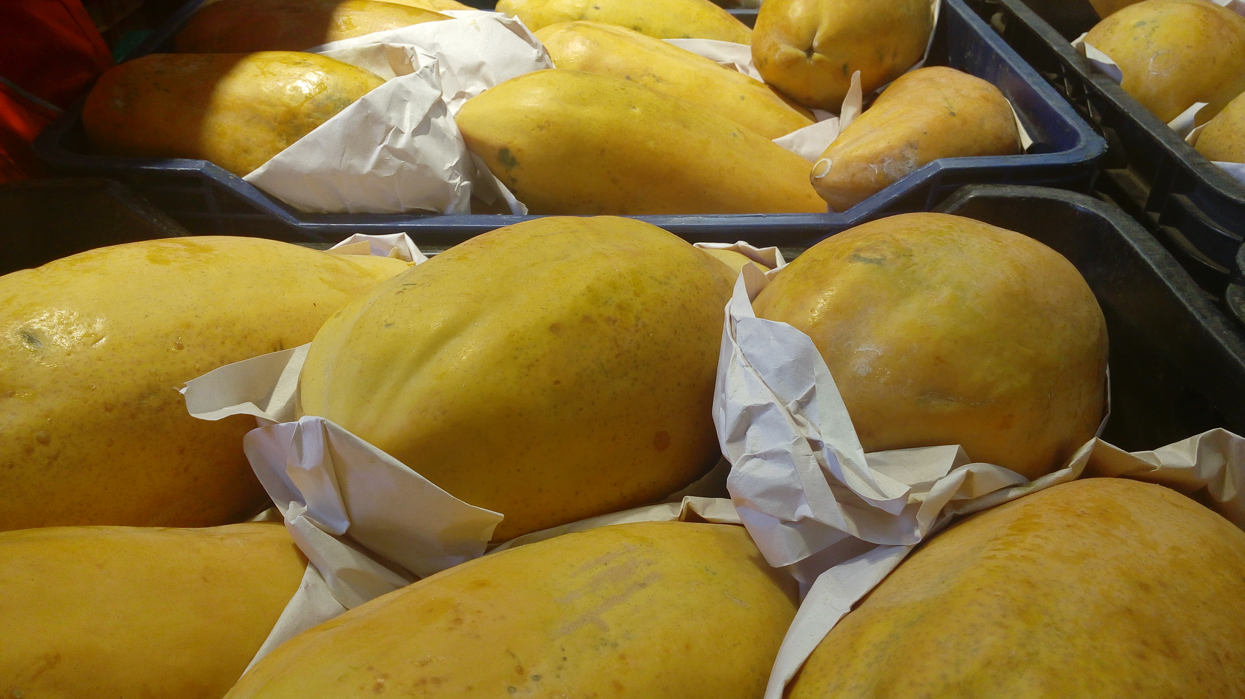 Papaya