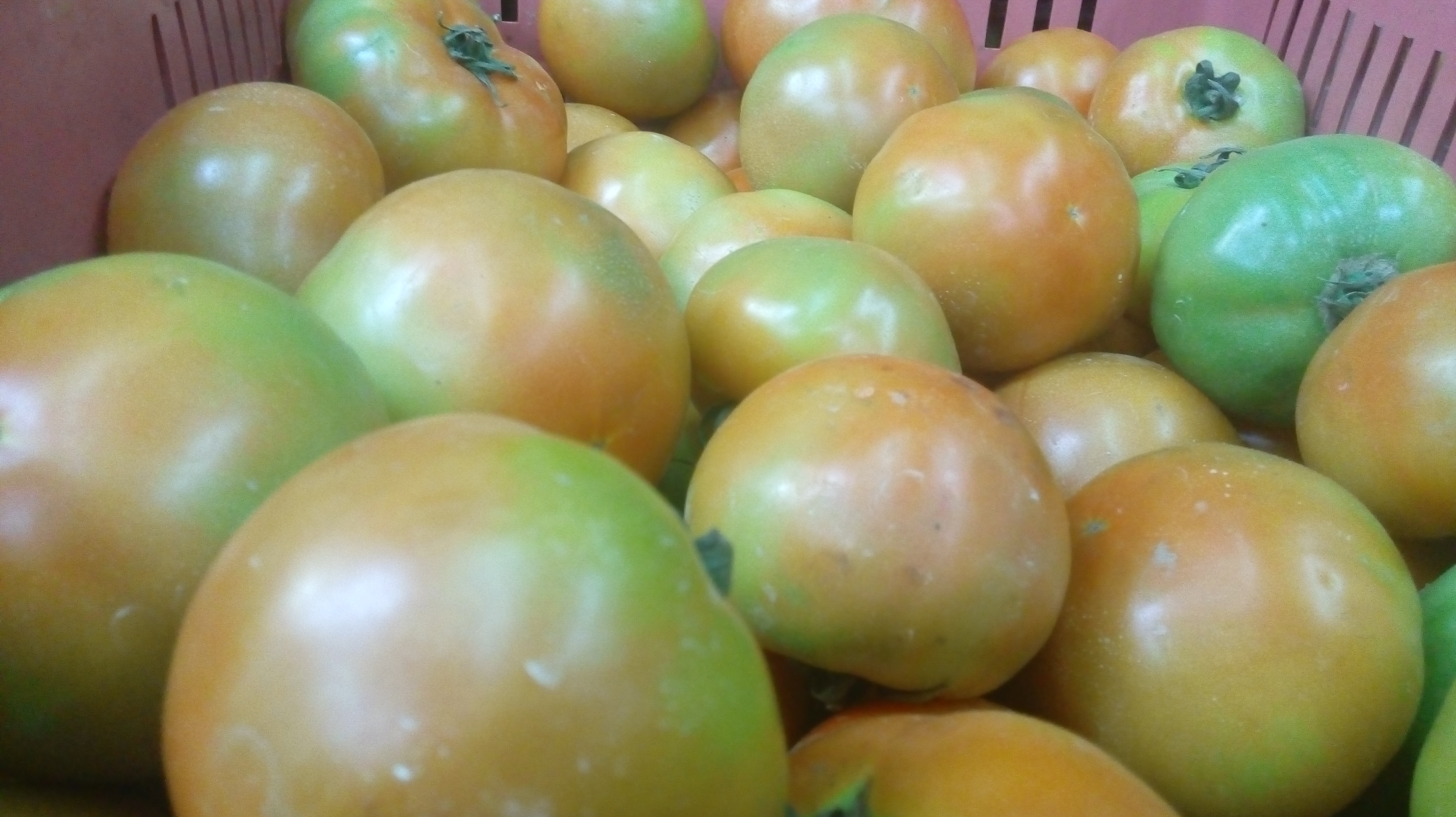 Tomate larga vida selecto