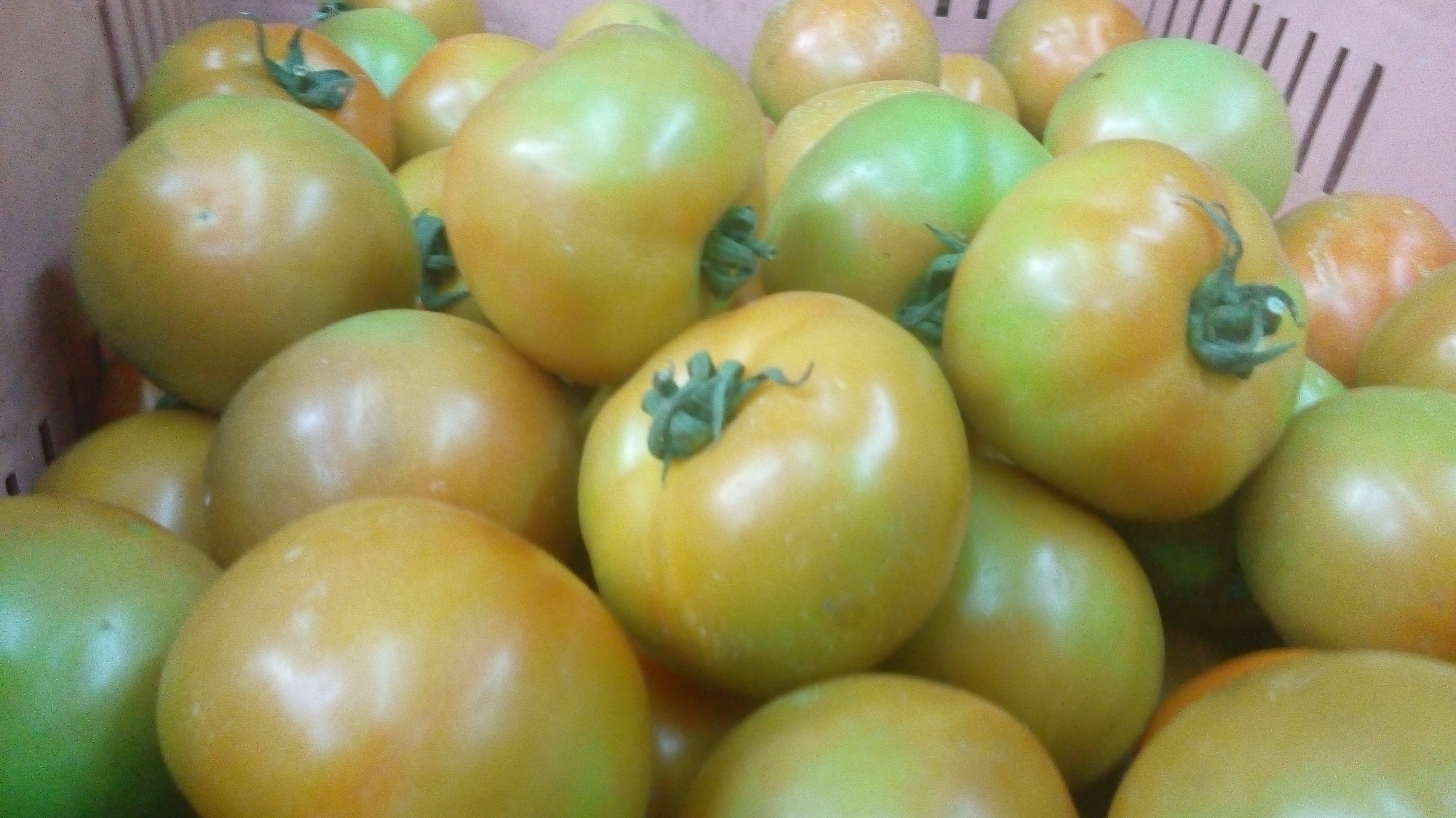 Tomate larga vida de 1ra