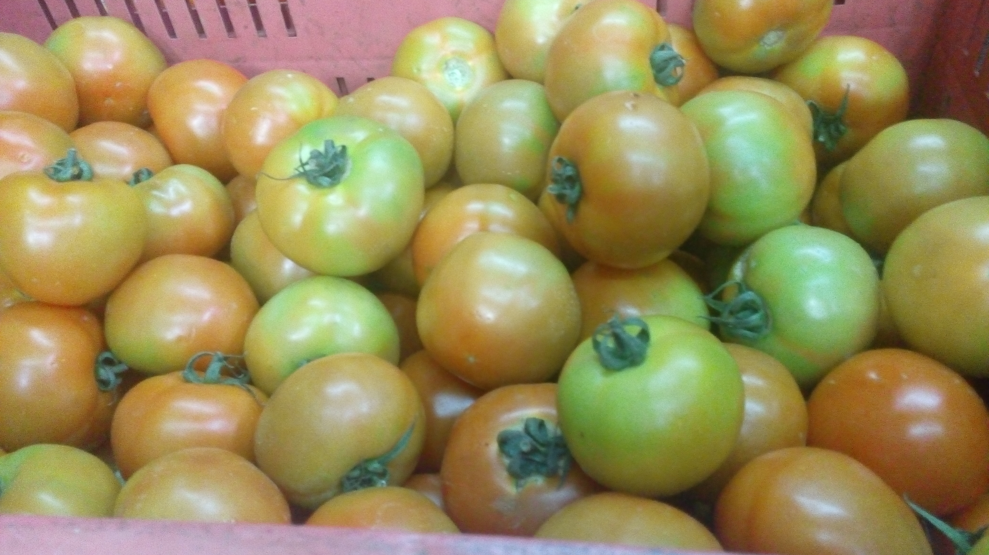 Tomate Larga vida de Tercera