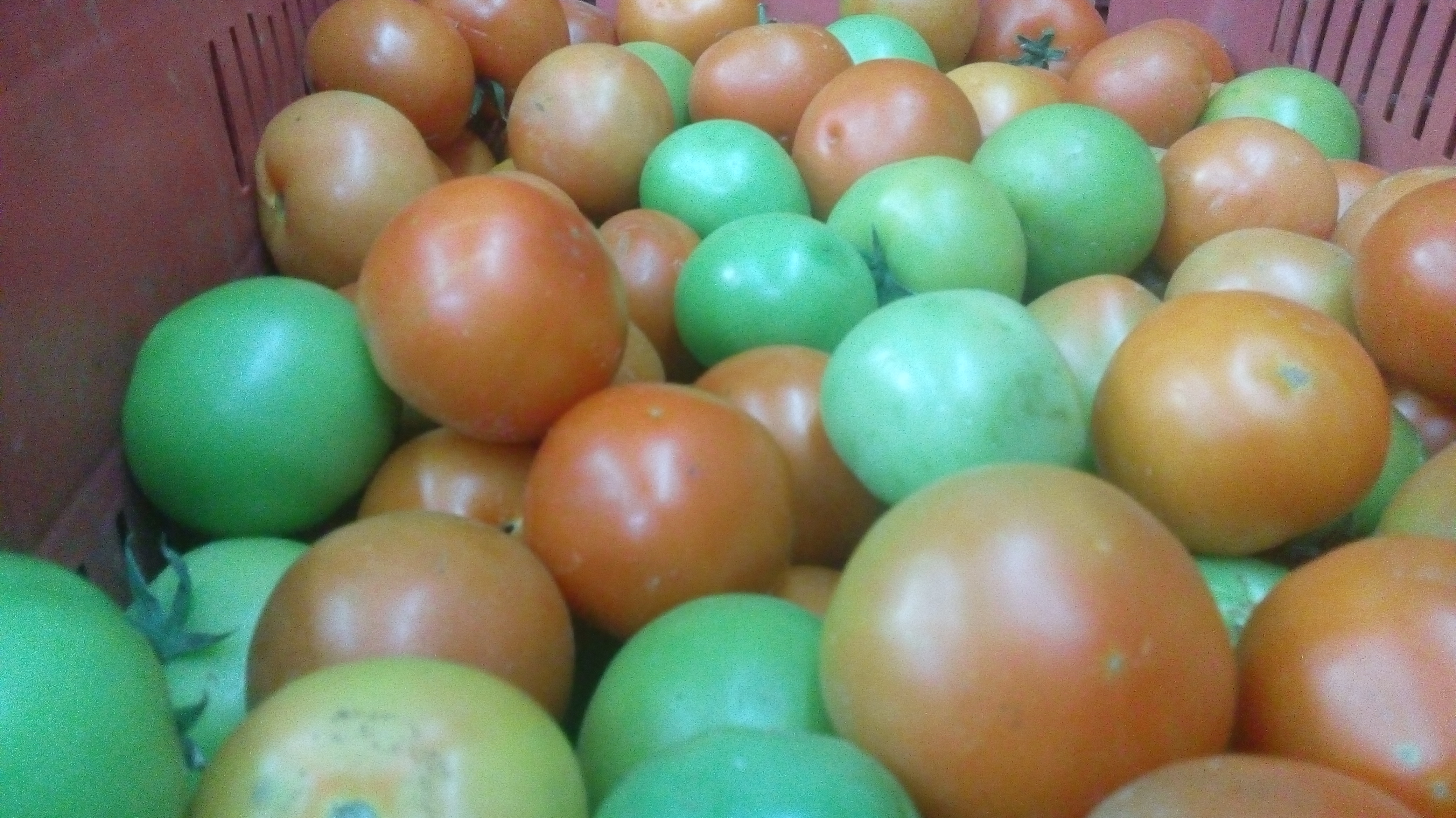 Tomate larga vida de tercera