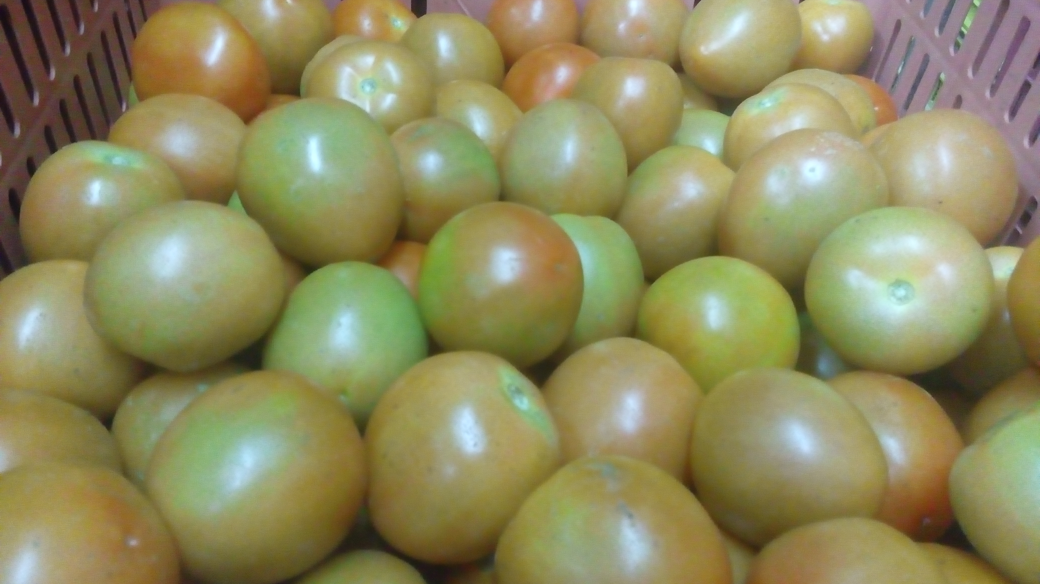 Tomate chonto de primera