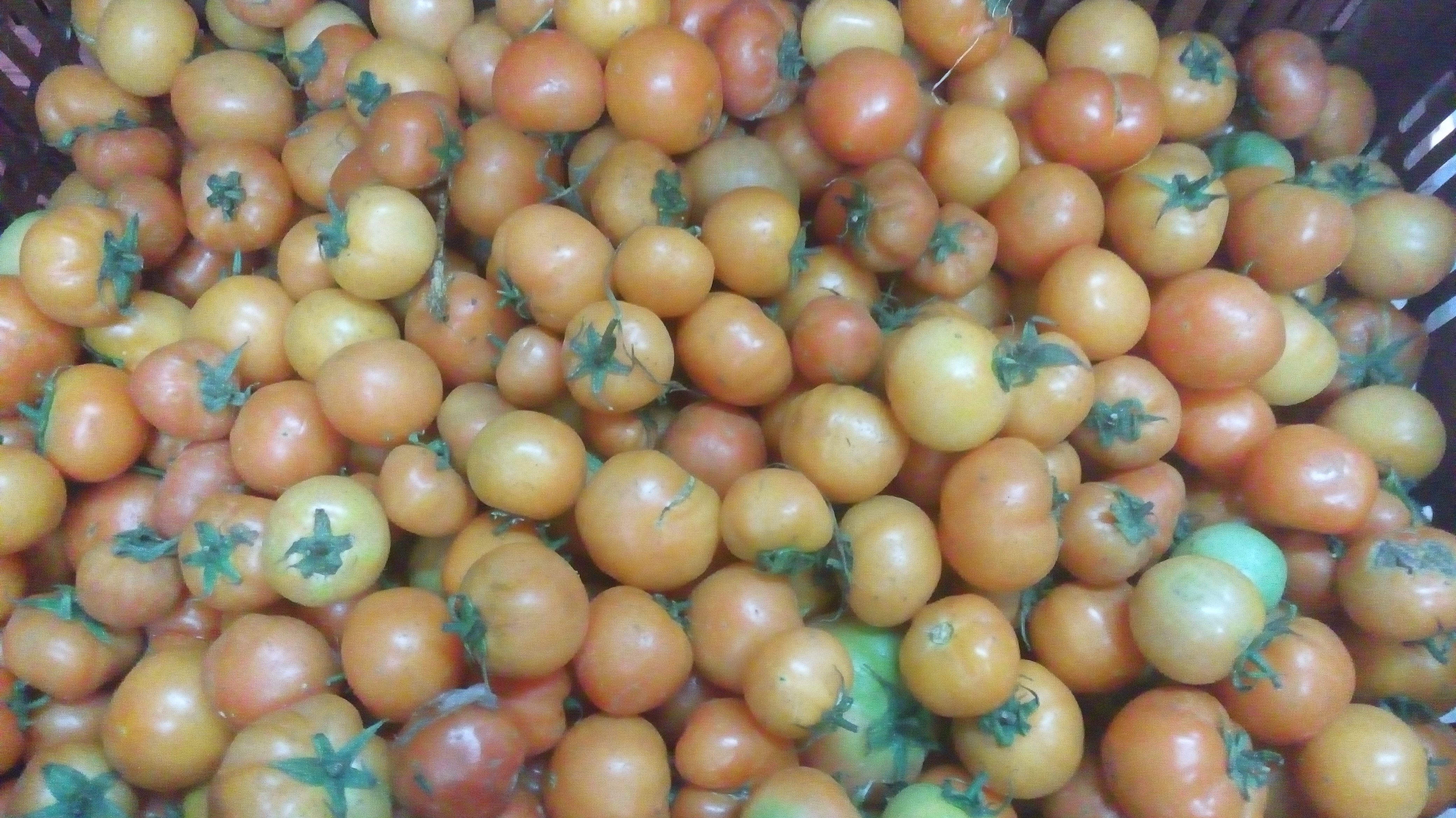 Tomate larga vida