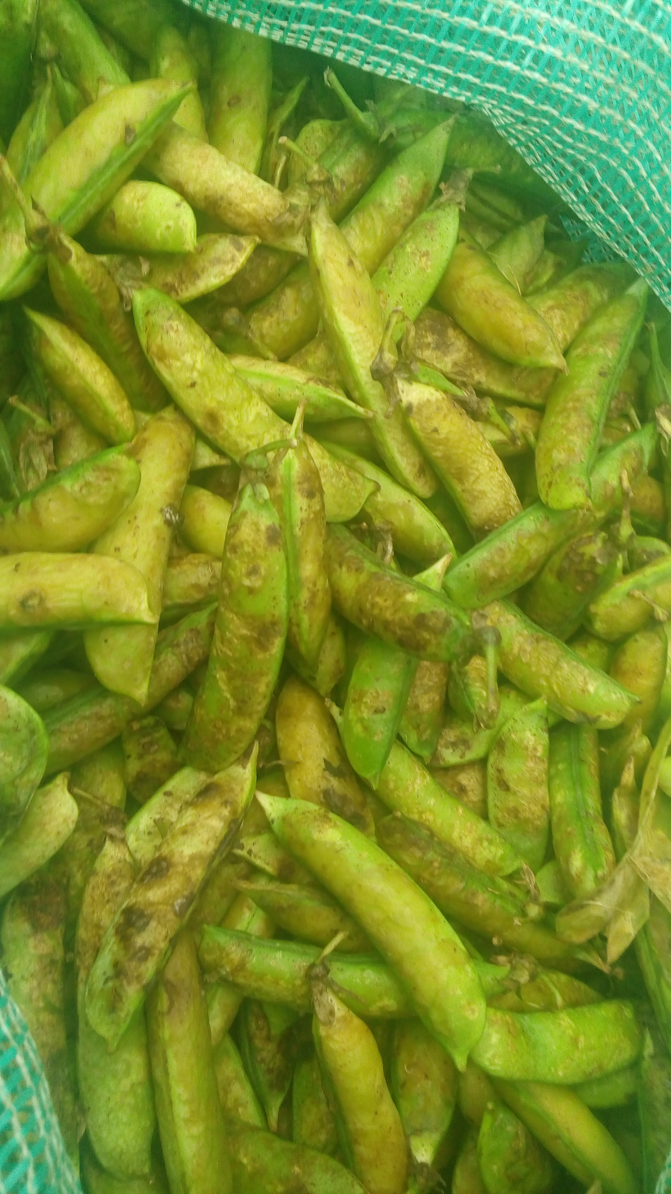 Fríjol en cascara