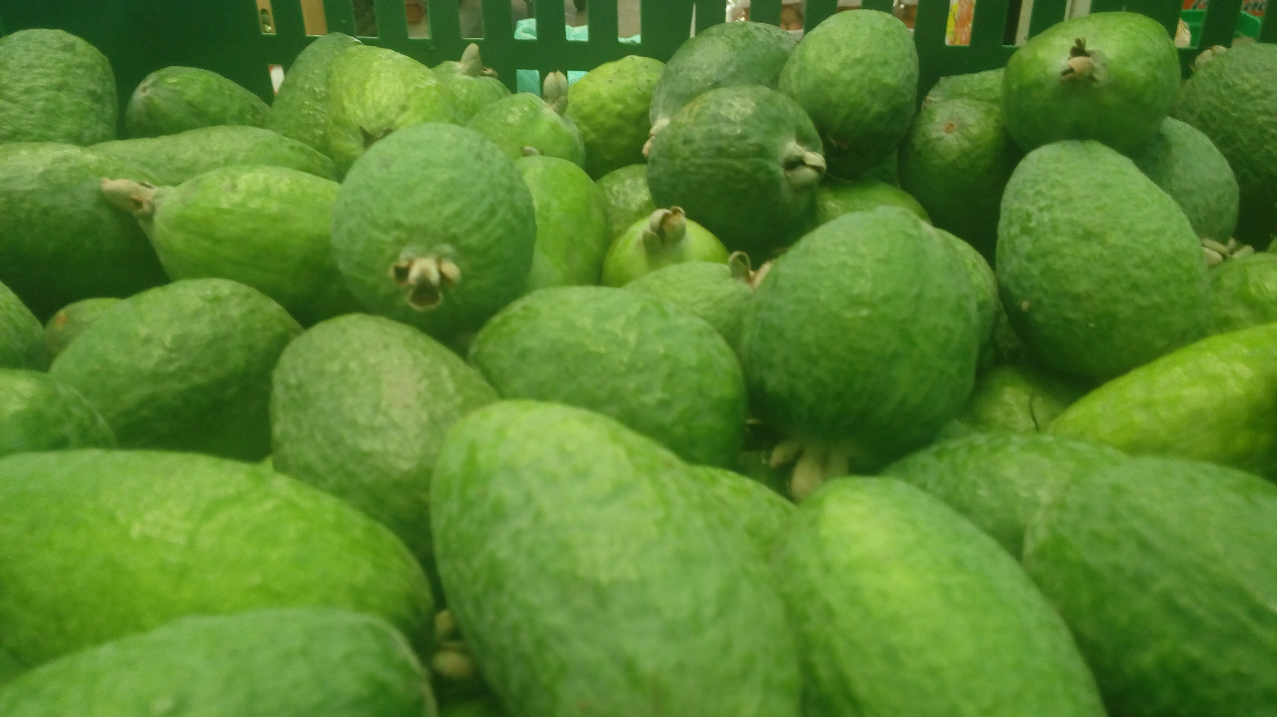 Feijoa