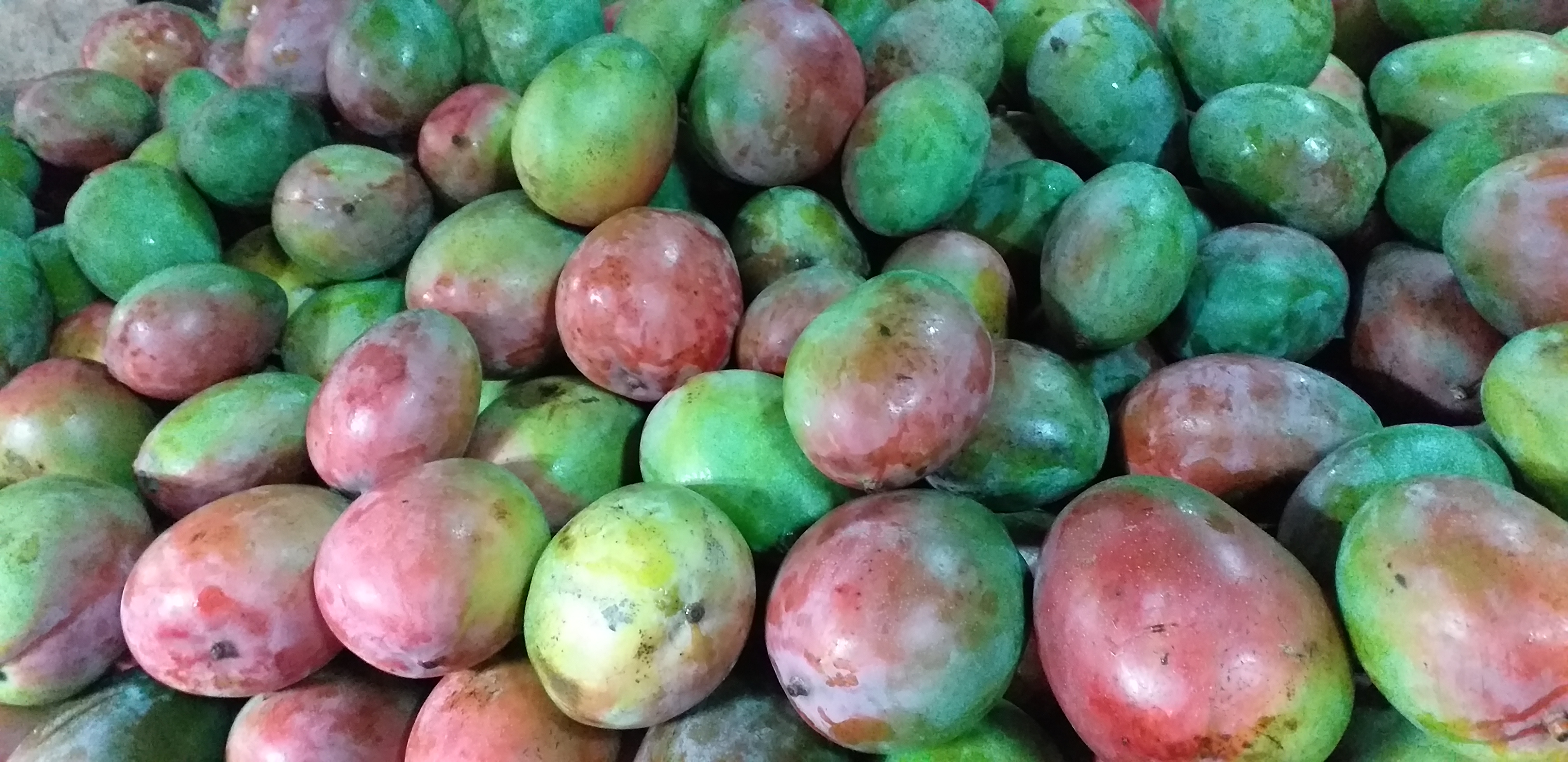 Mango farchi