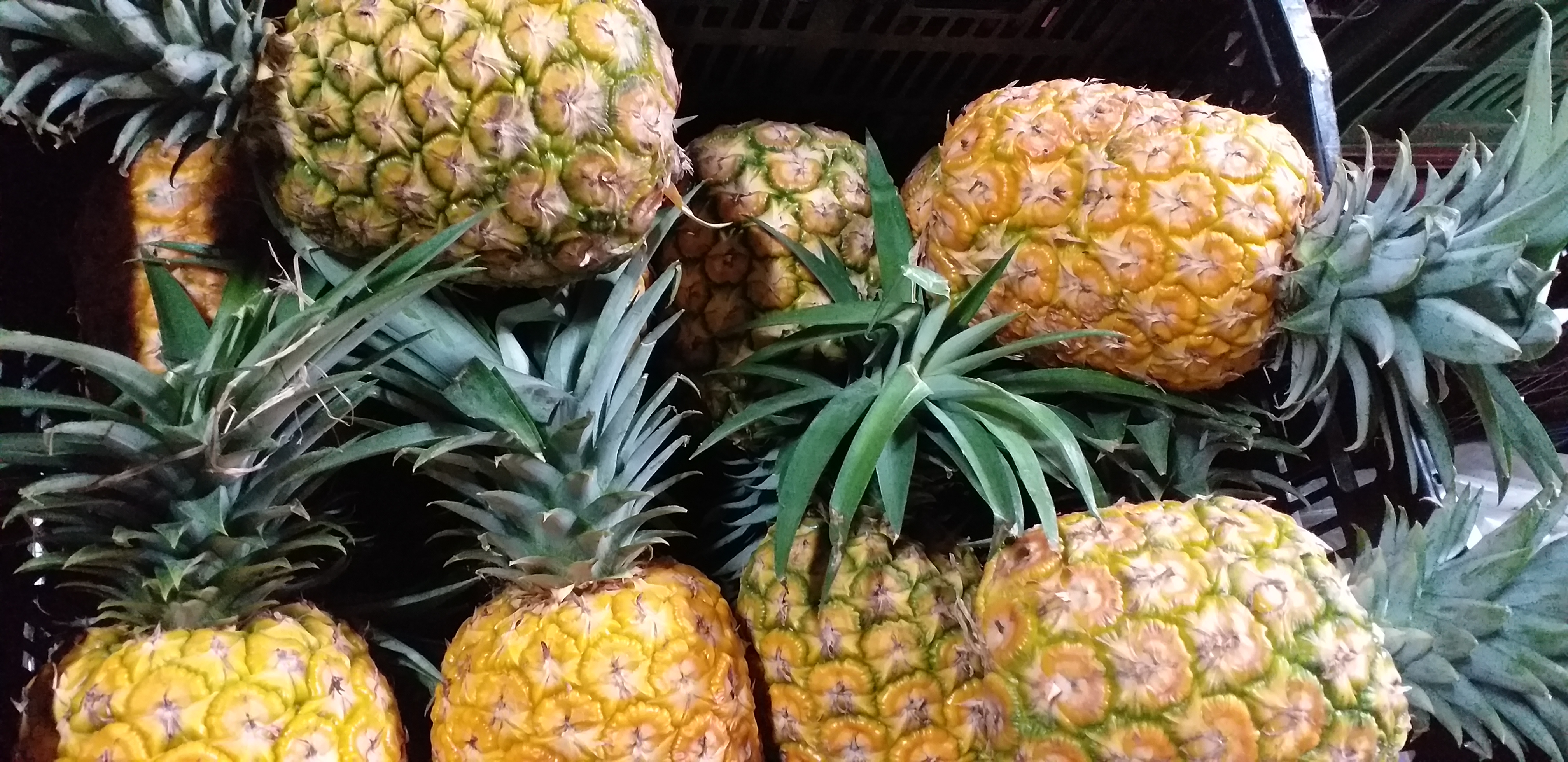 Piña oromiel