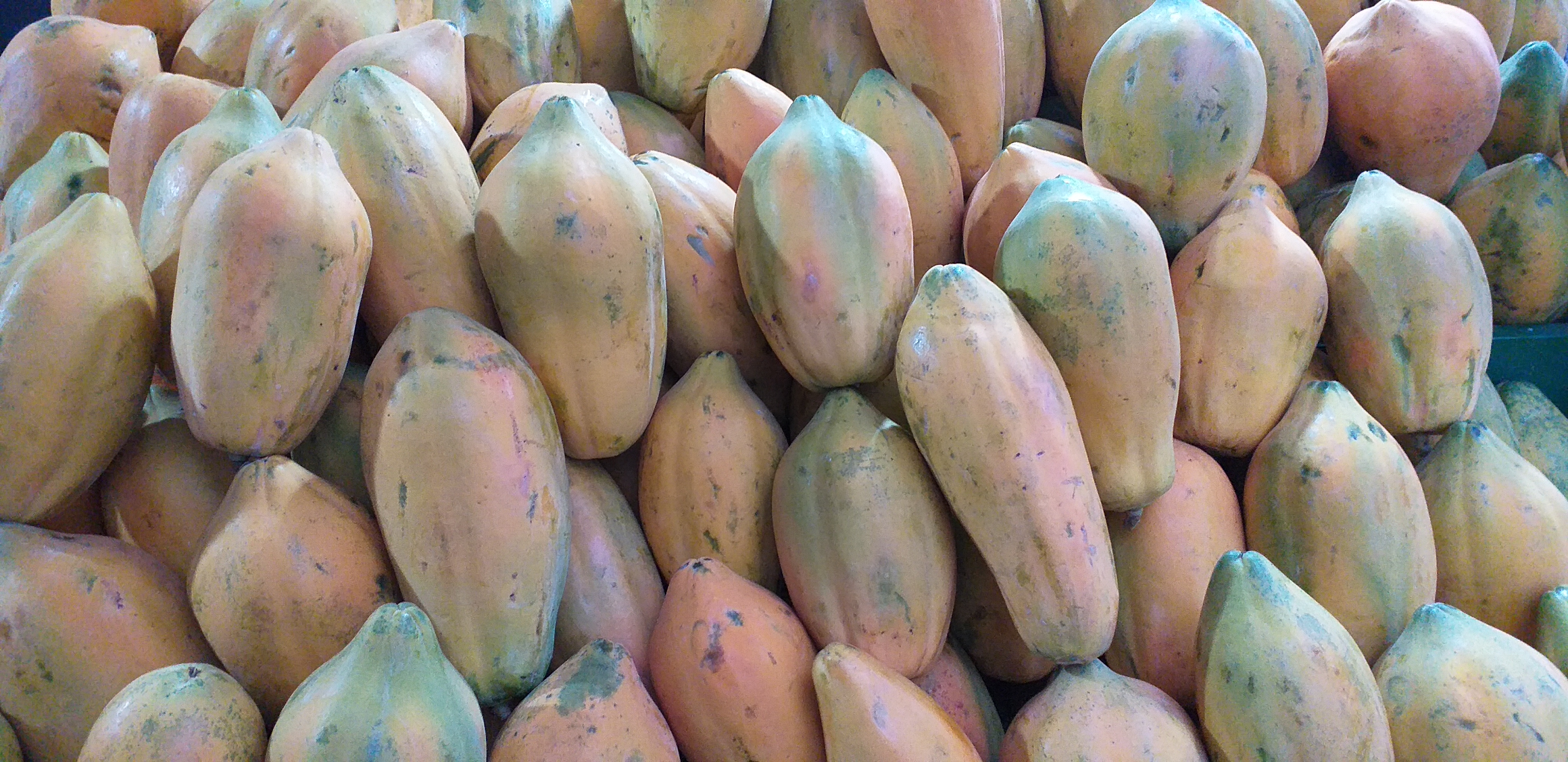 Papaya tainung