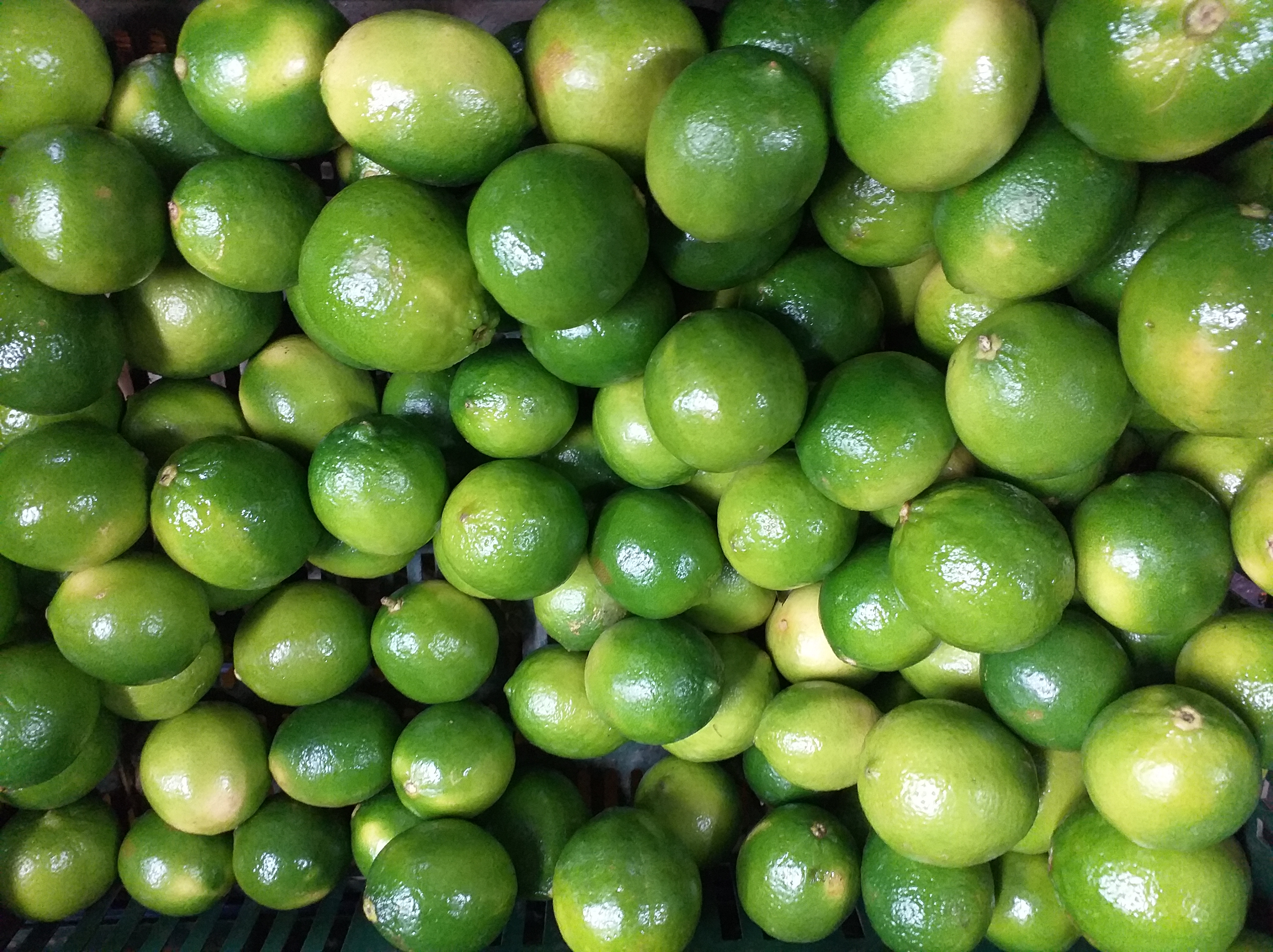 Limon tahiti