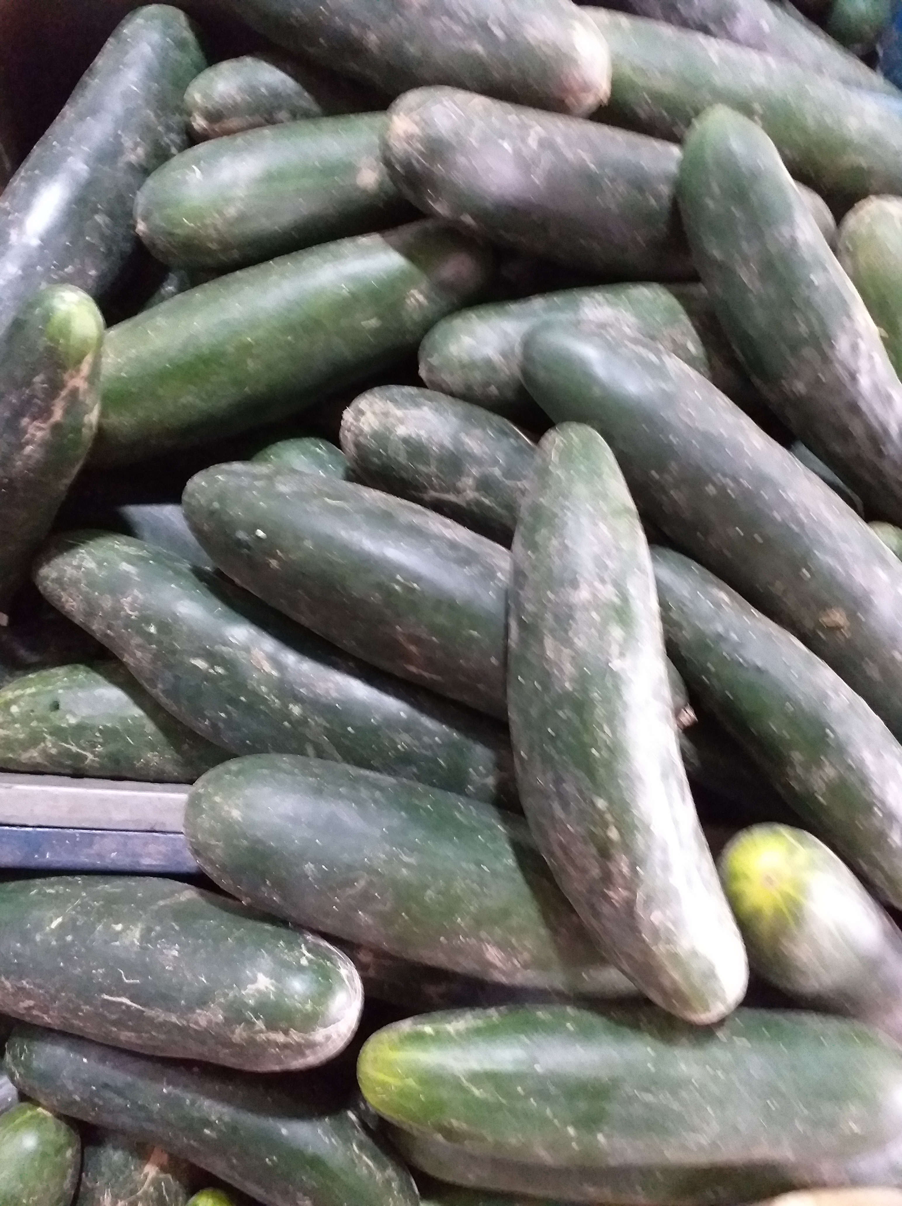 Pepino