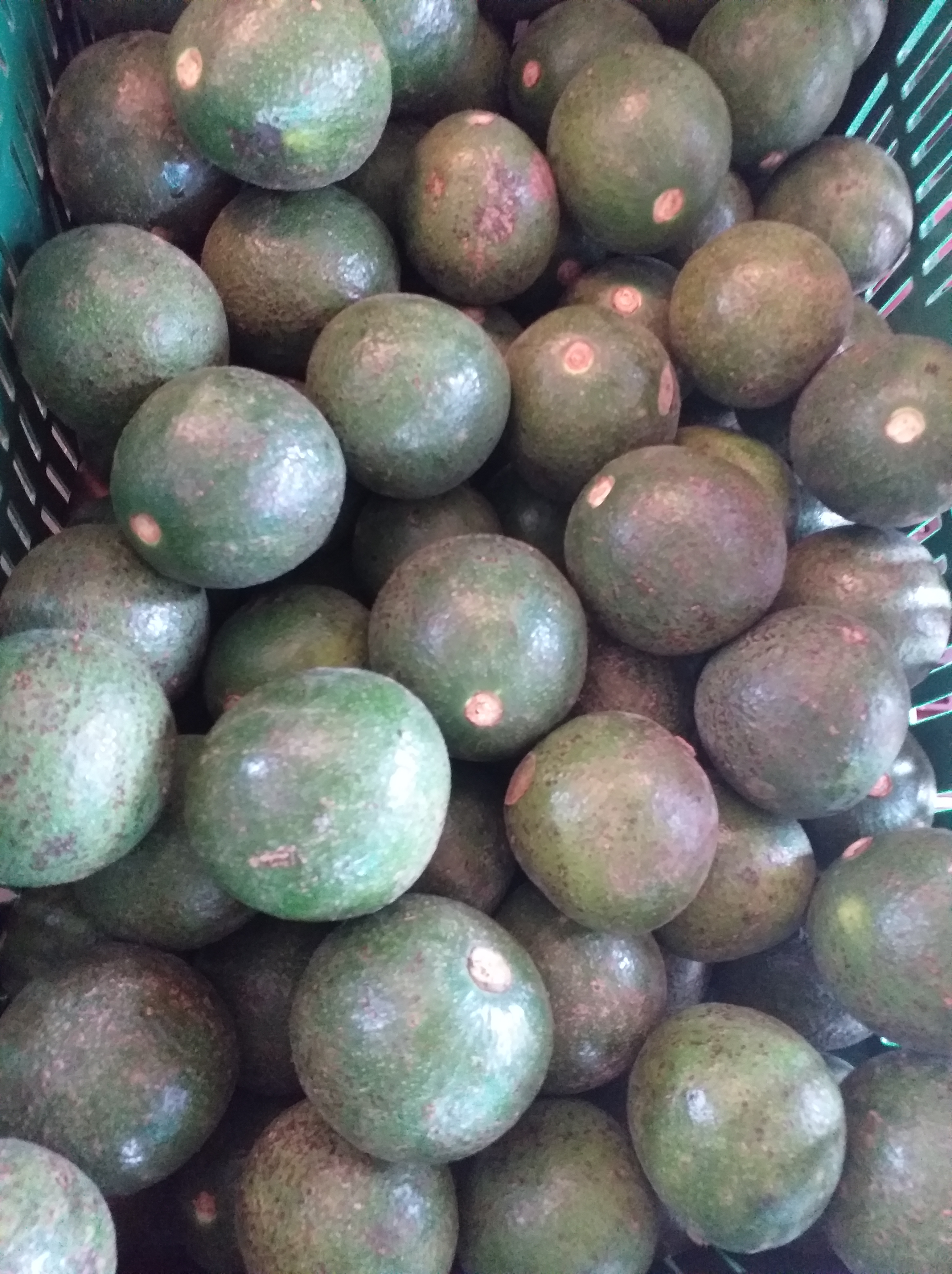 Aguacate collins