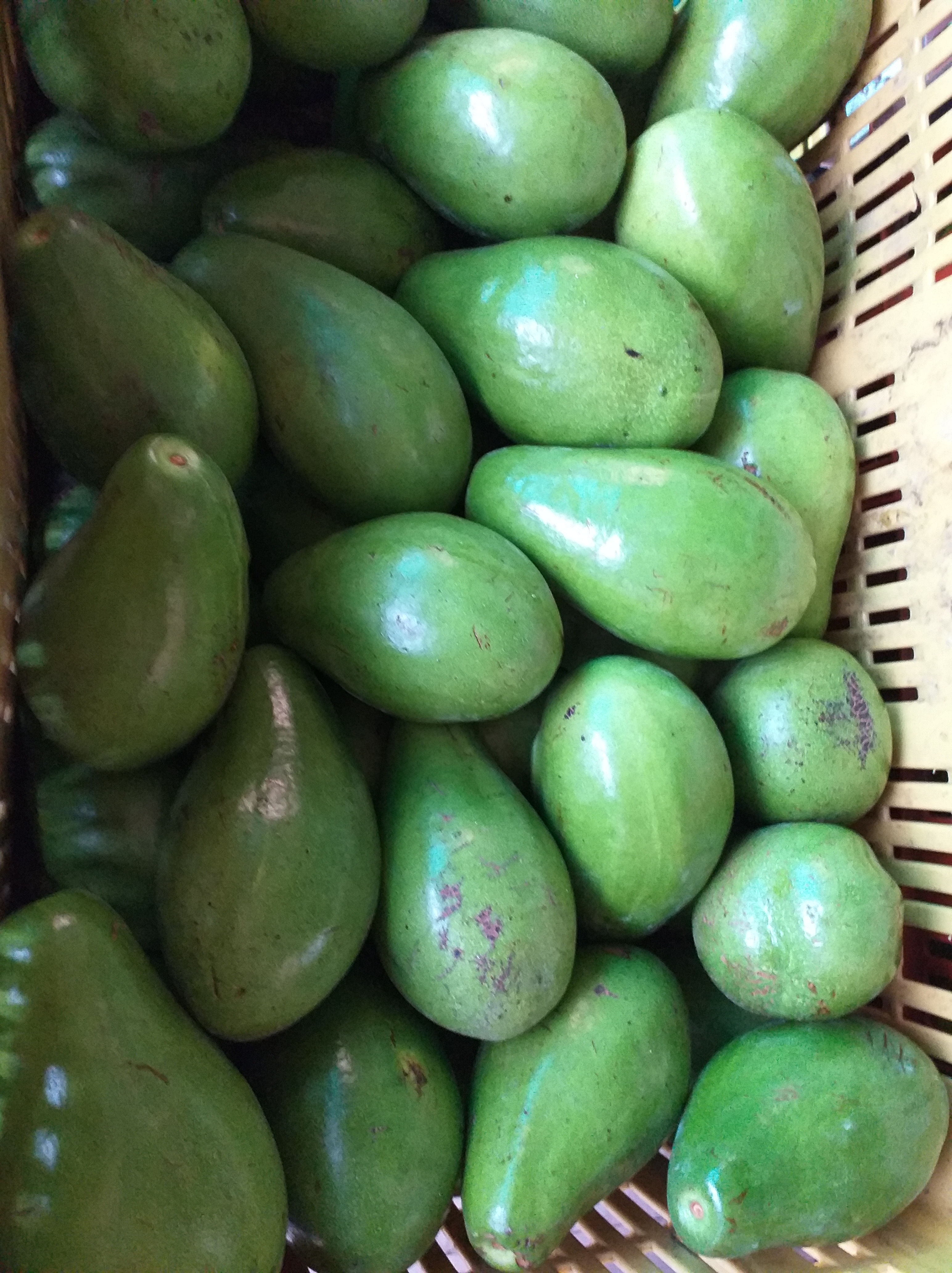 Aguacate papelillo