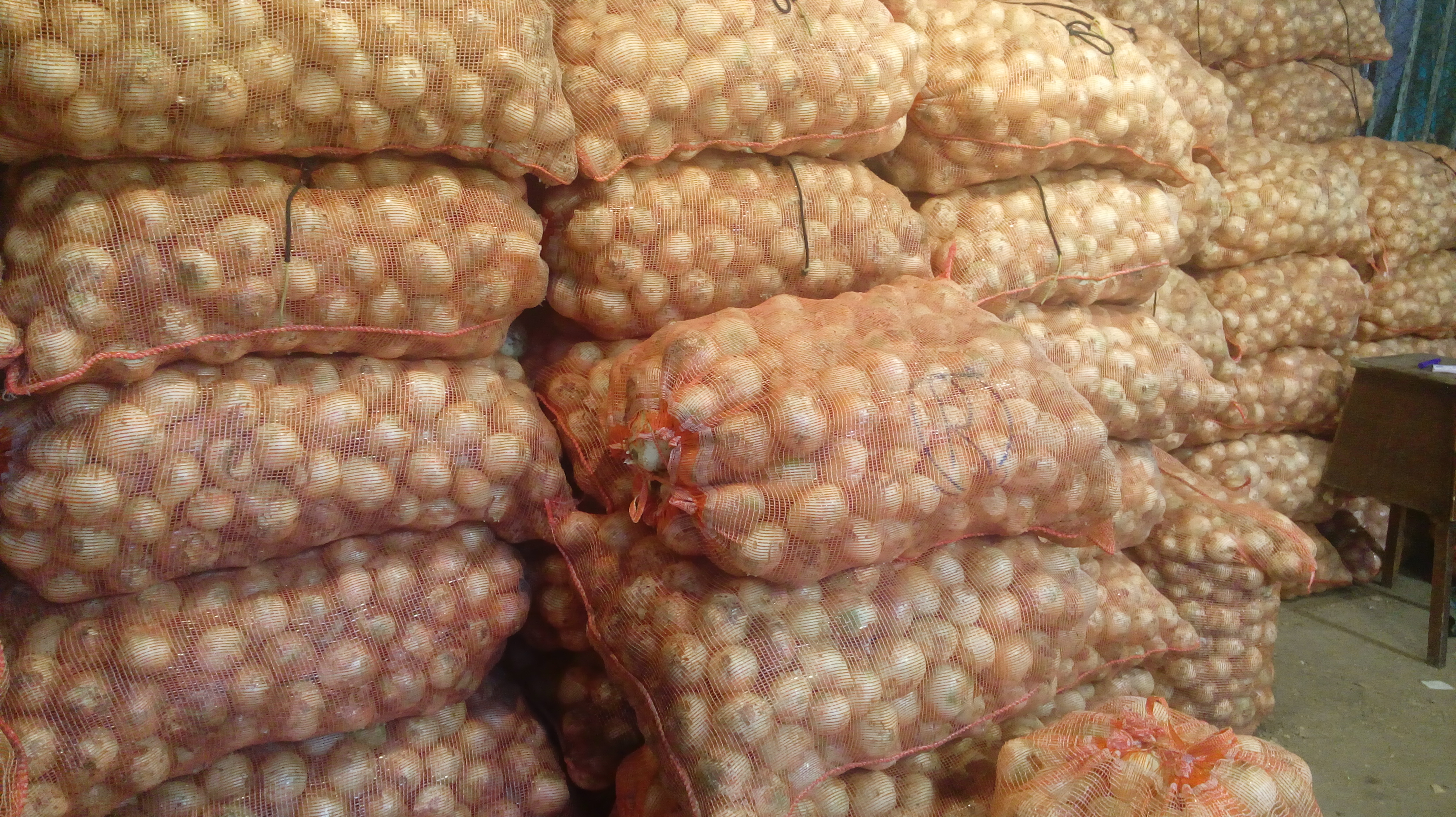 Cebolla cabezona para negocio