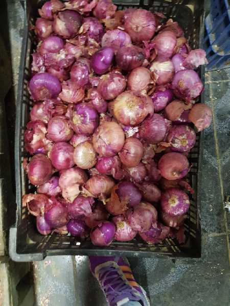 Cebolla cabezona roja