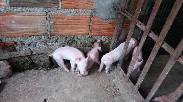 Cerdos lechones