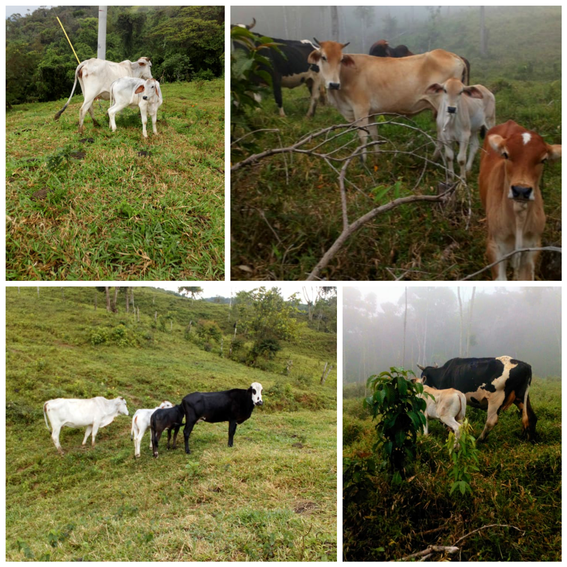 Vacas Paridas / 2 crias machos 2 crias hembras