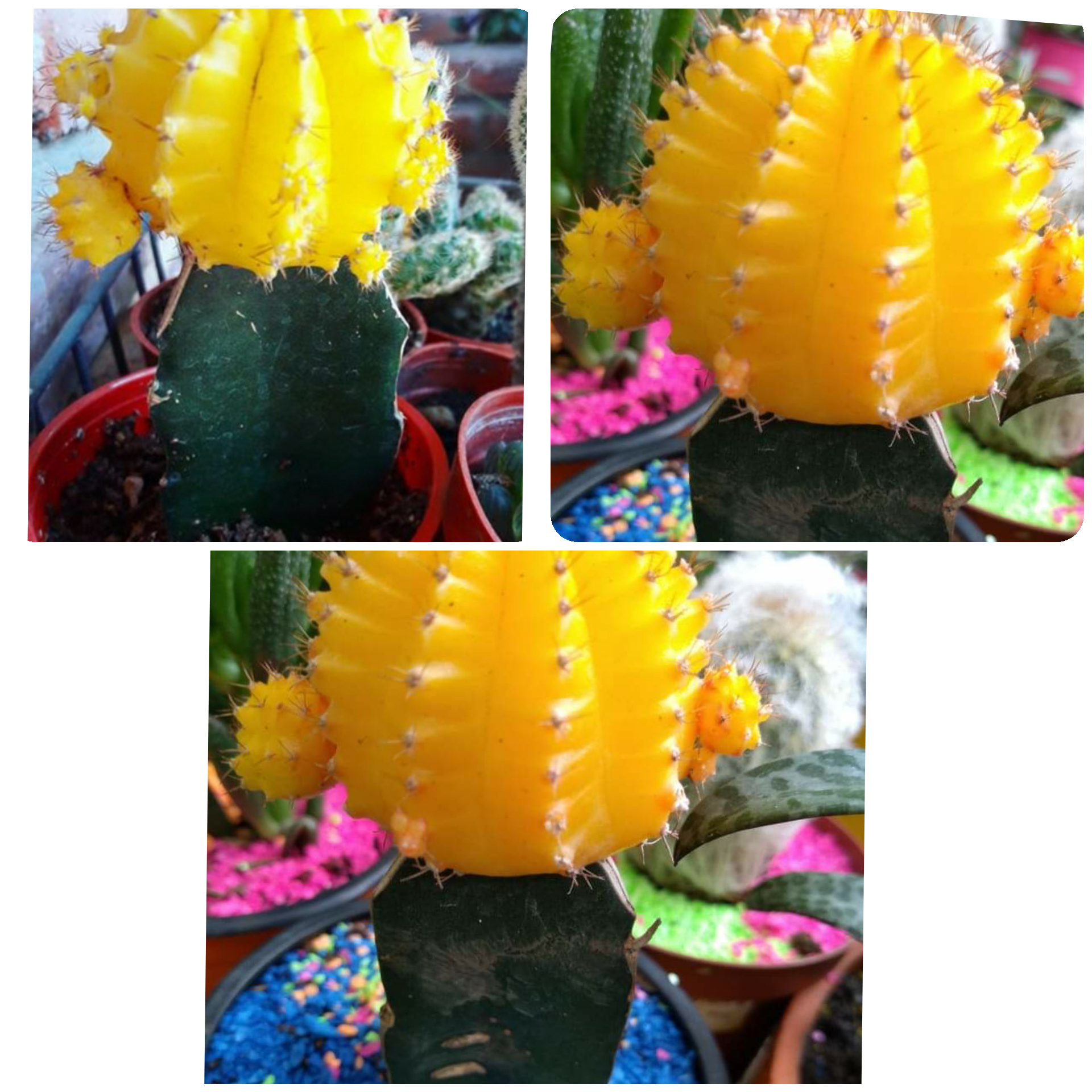 Cactus coreano