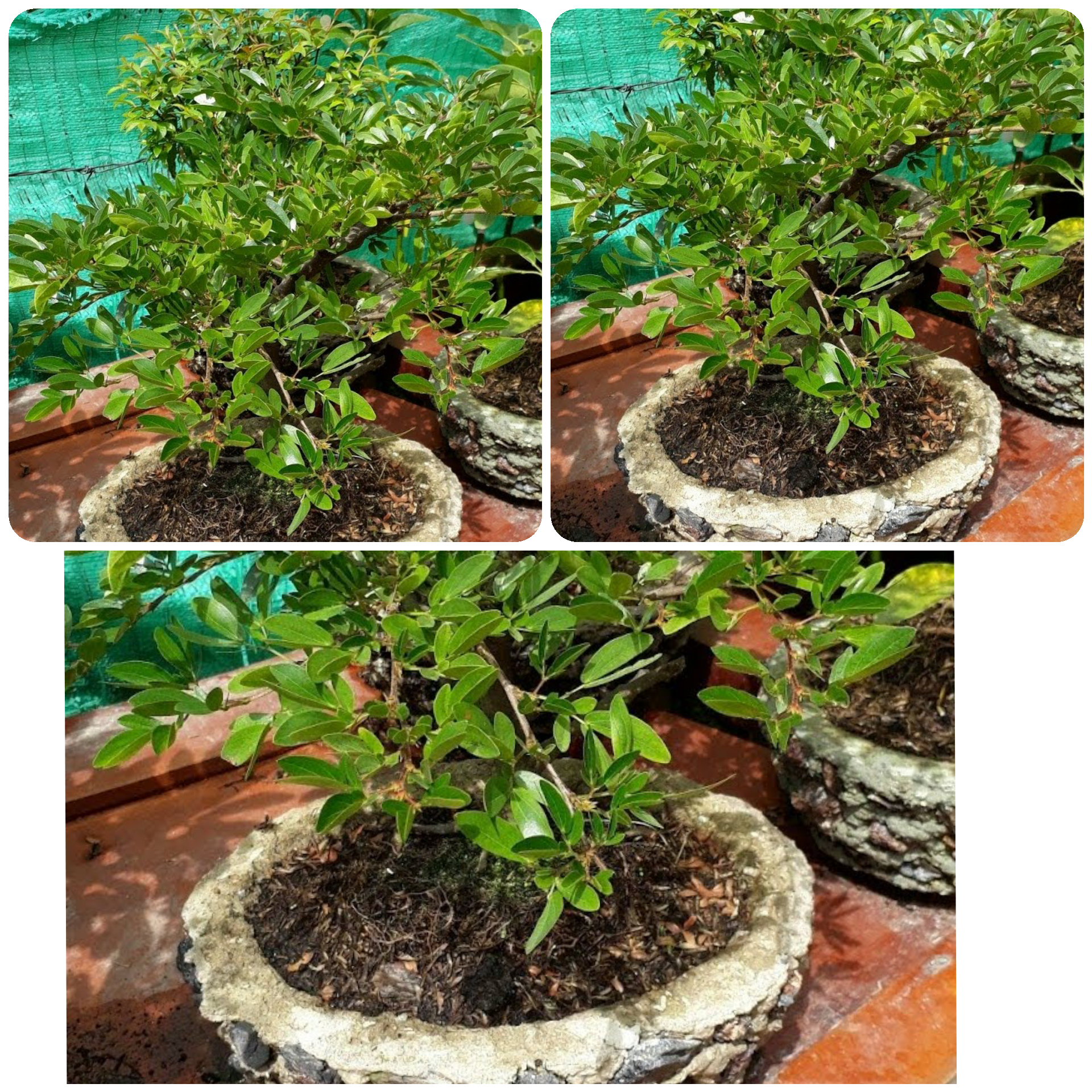 Bonsai