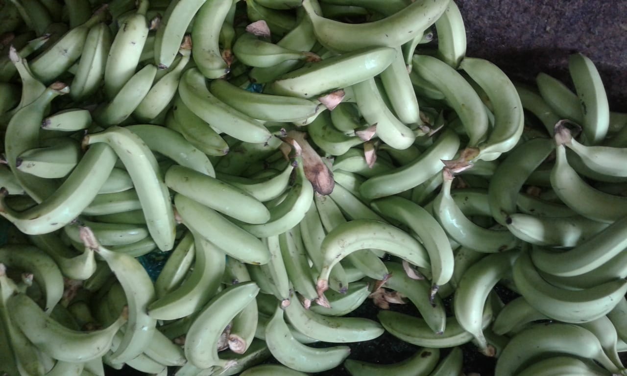 Banano