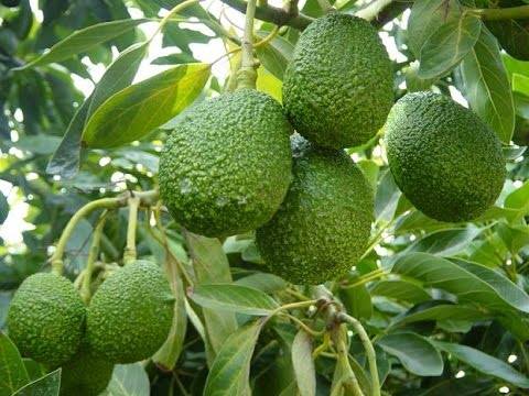 AGUACATE HASS
