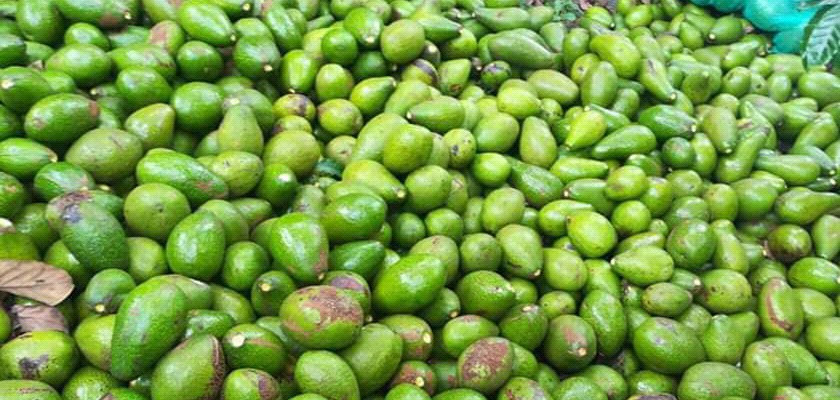 Aguacate
