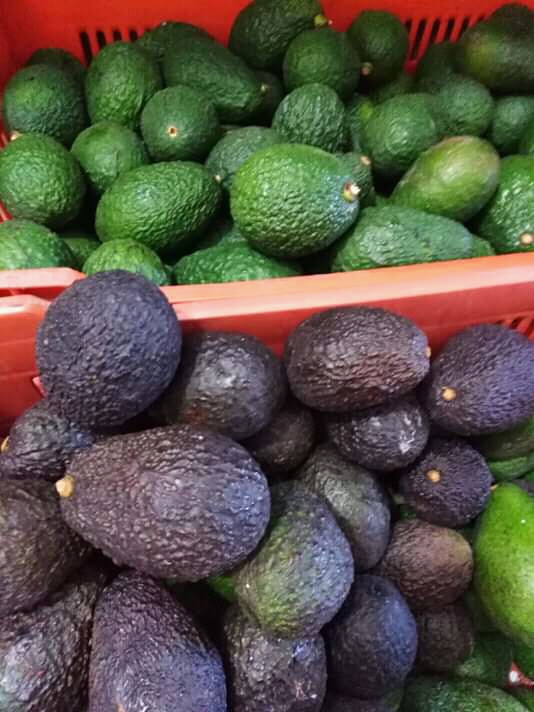 Aguacate haz