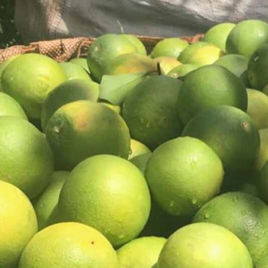 Limon