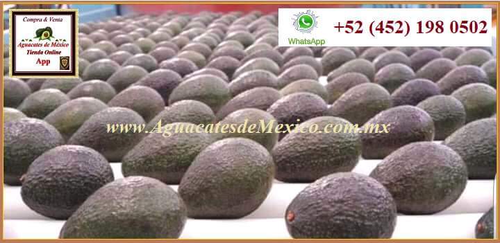 Aguacate