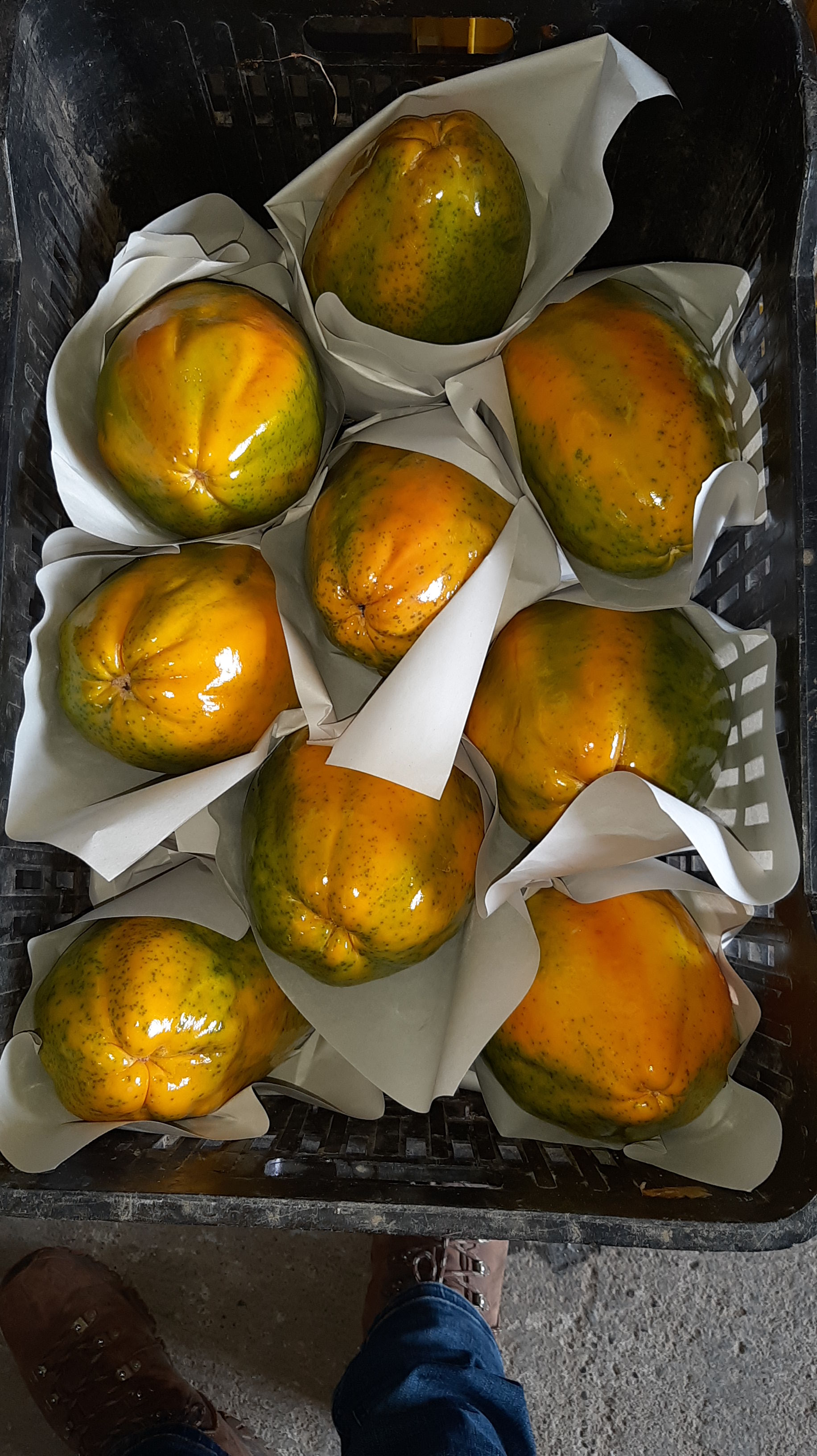 Papaya tainung