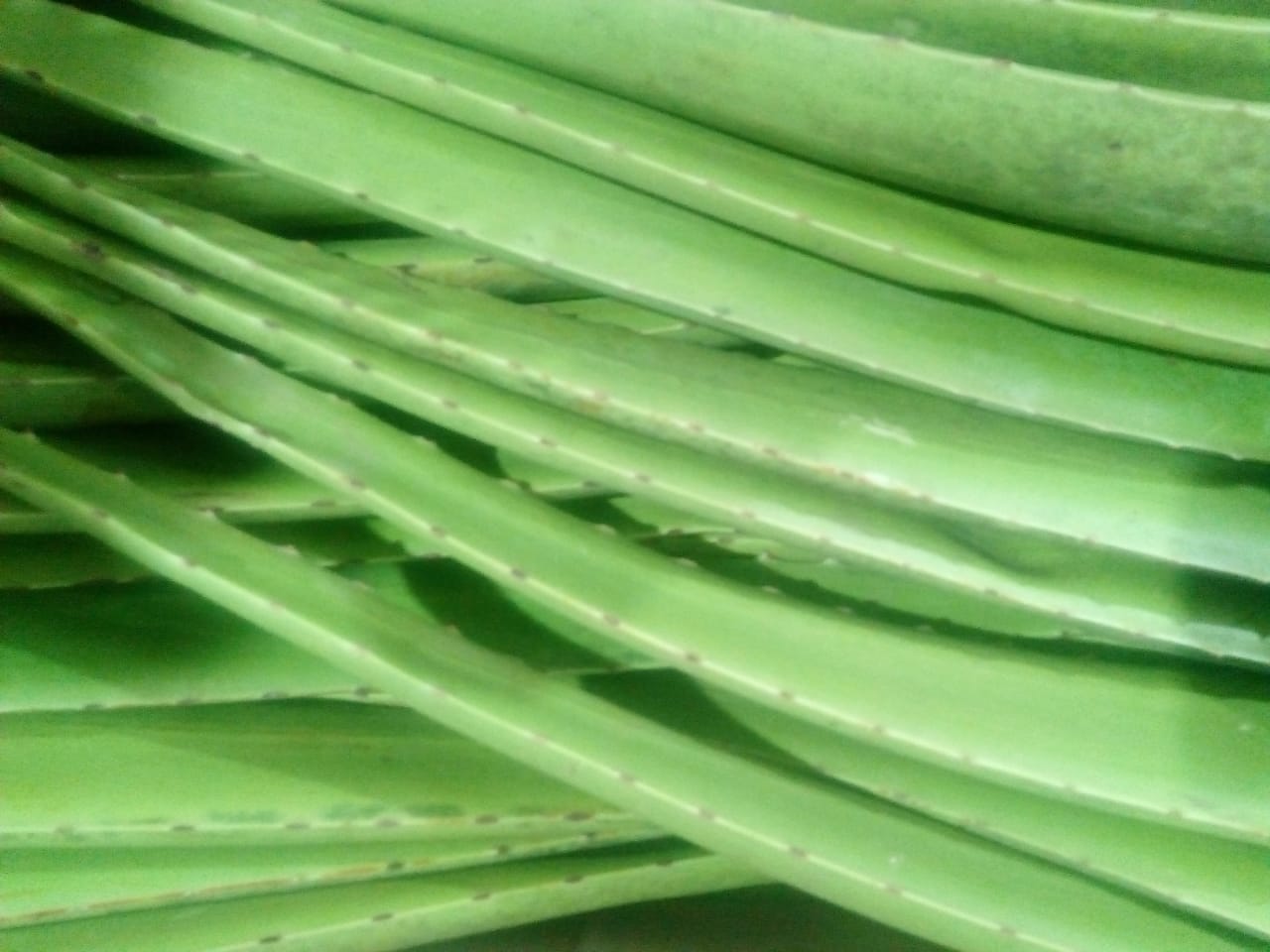 Pencas de sábila