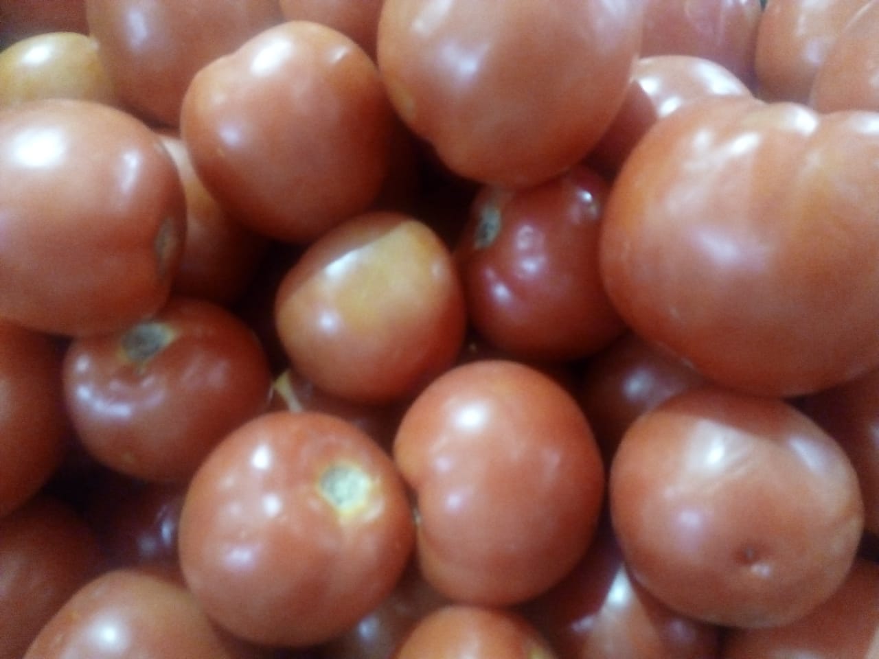 Tomate de invernadero