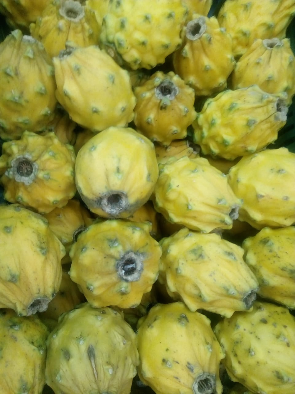 Pitaya