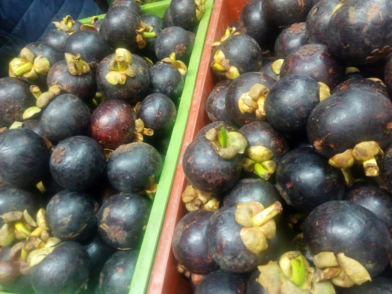 Mangostino