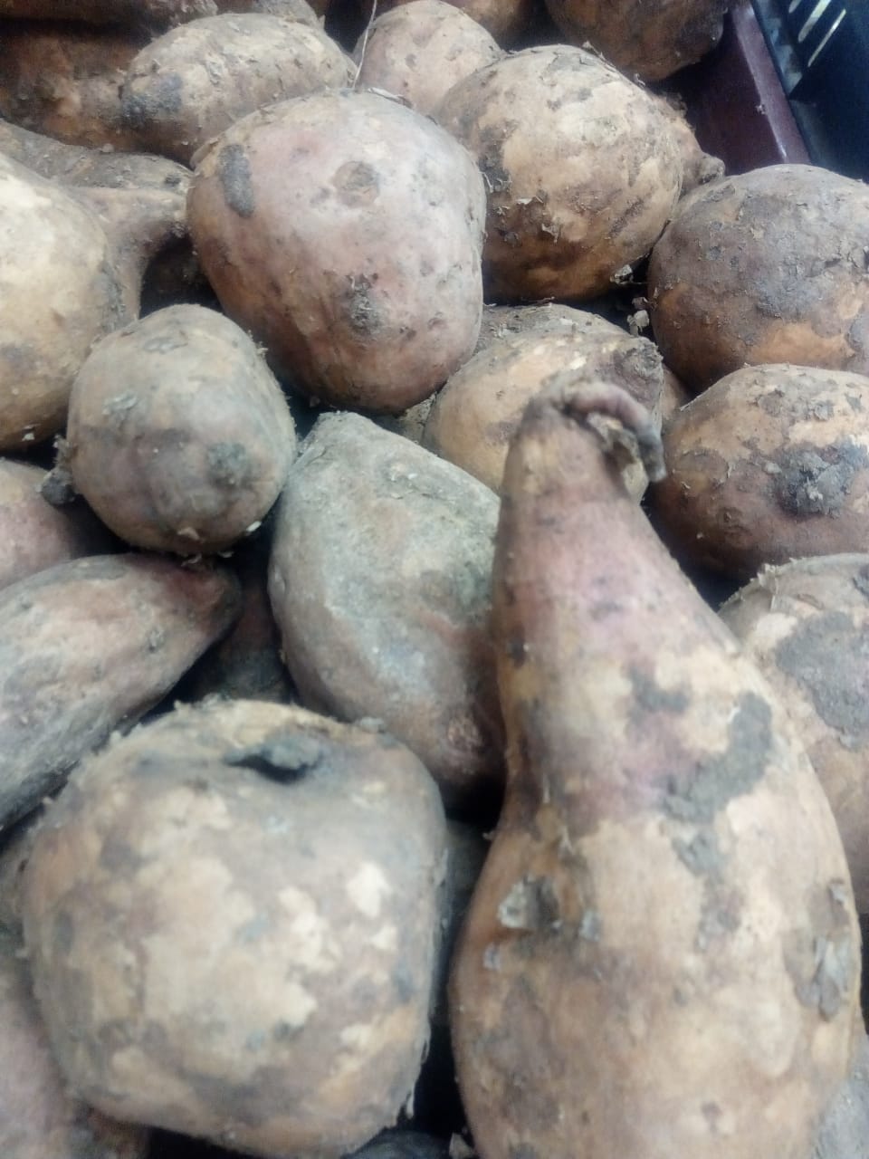 Camote peruano
