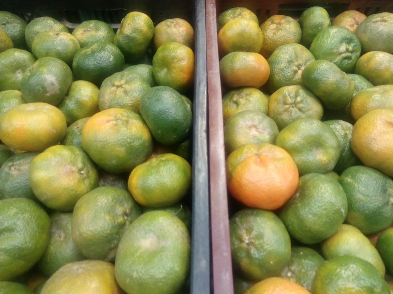 Mandarina