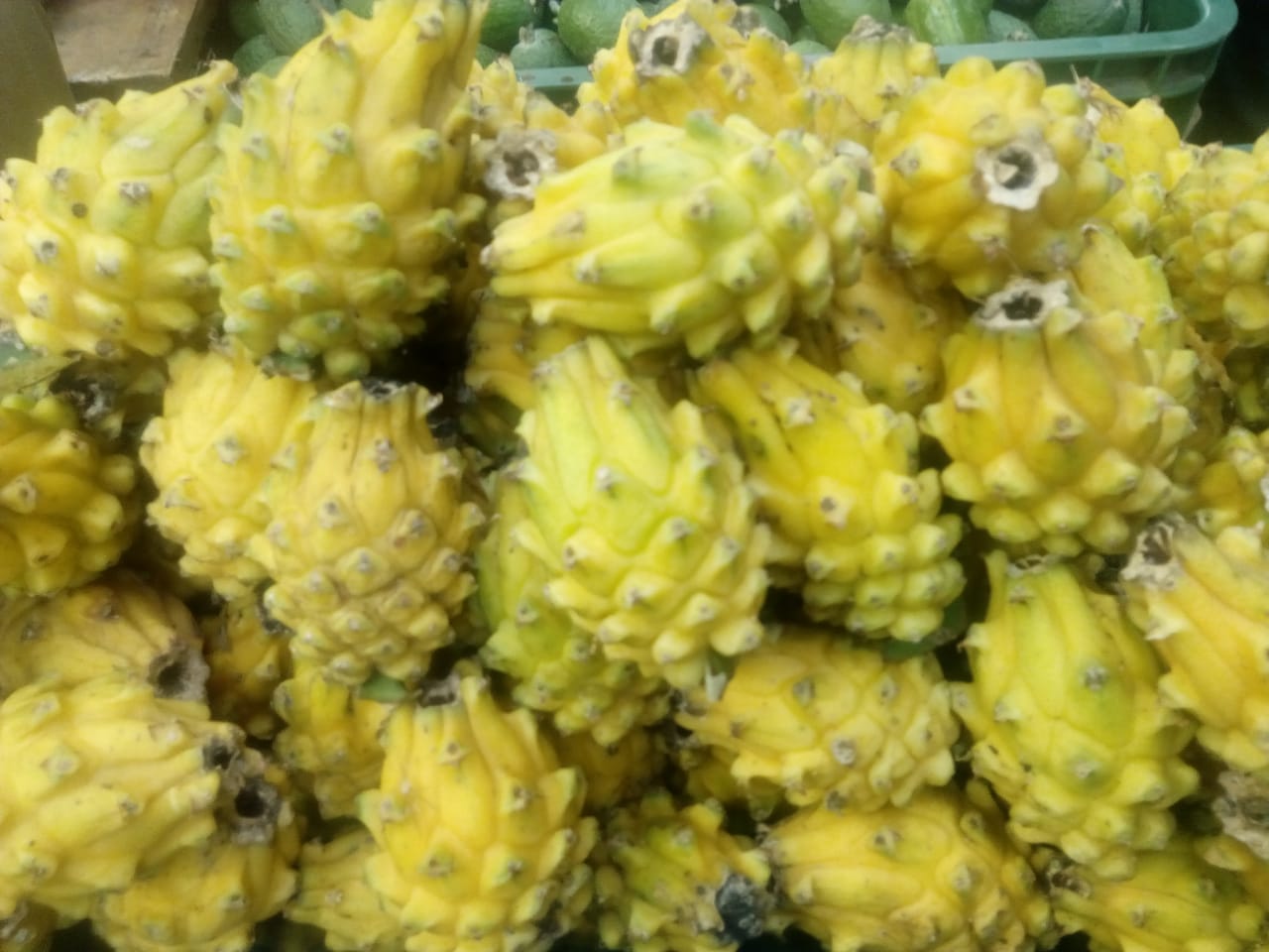 Pitaya
