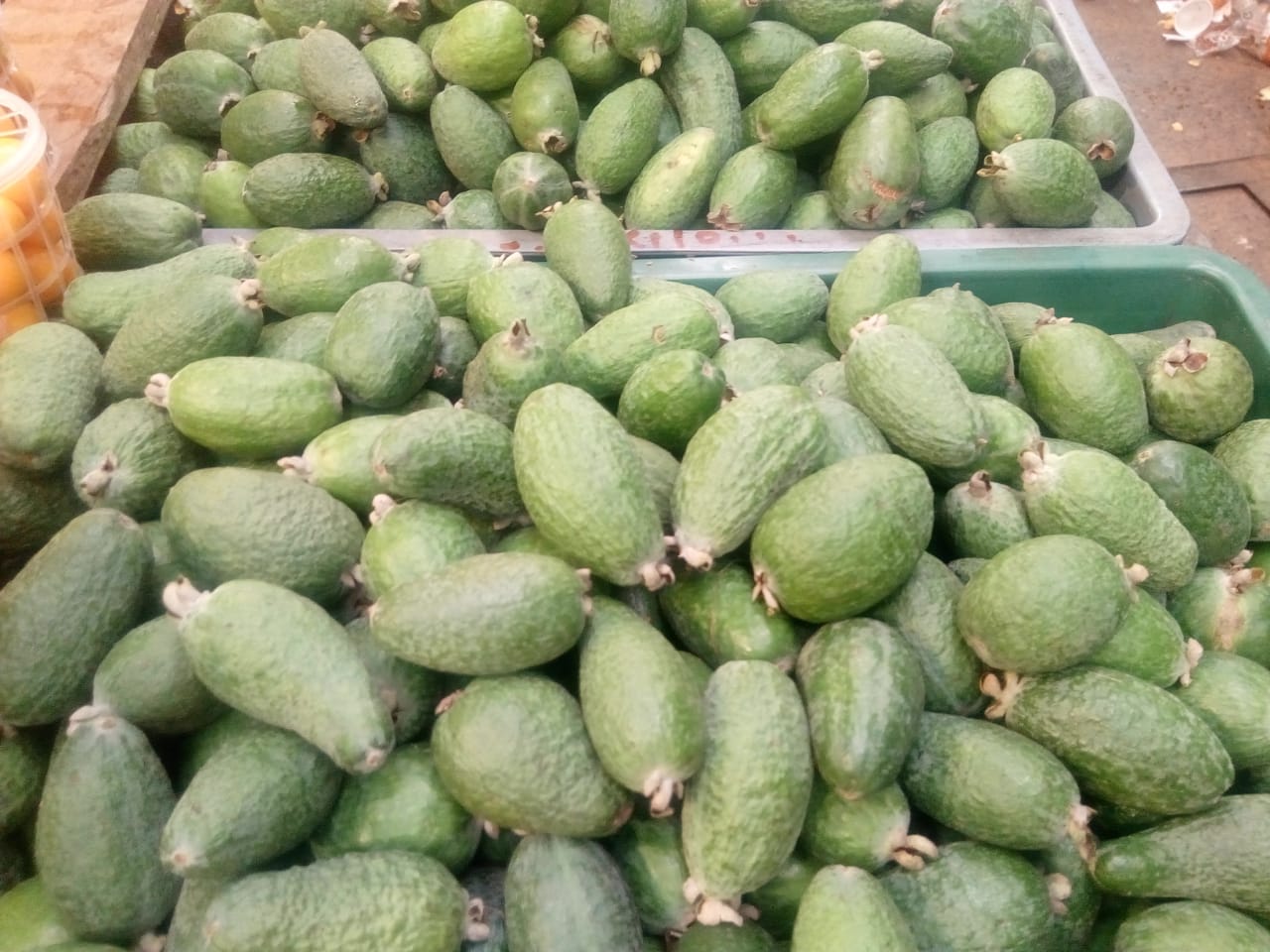 Freijoa