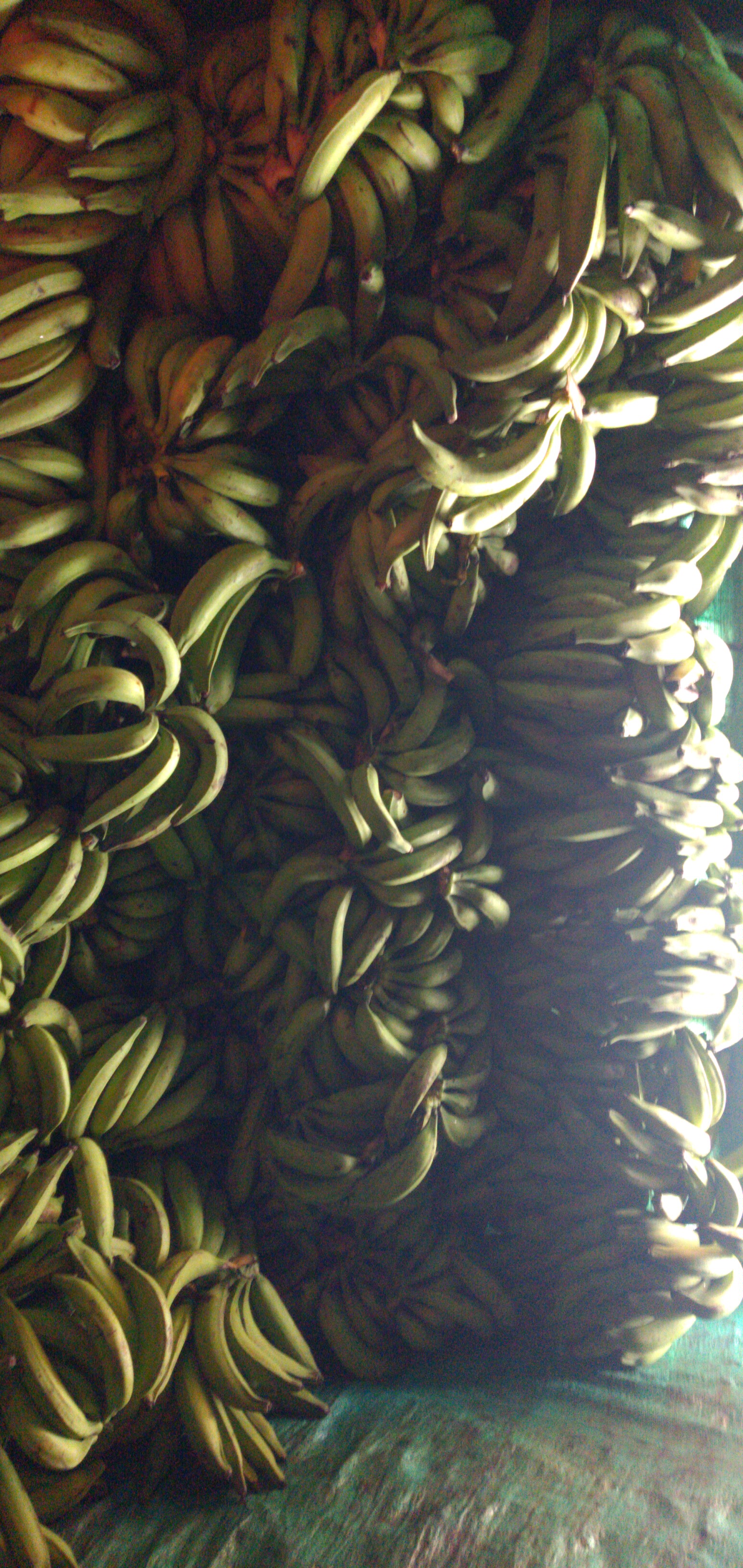 Plátano verde