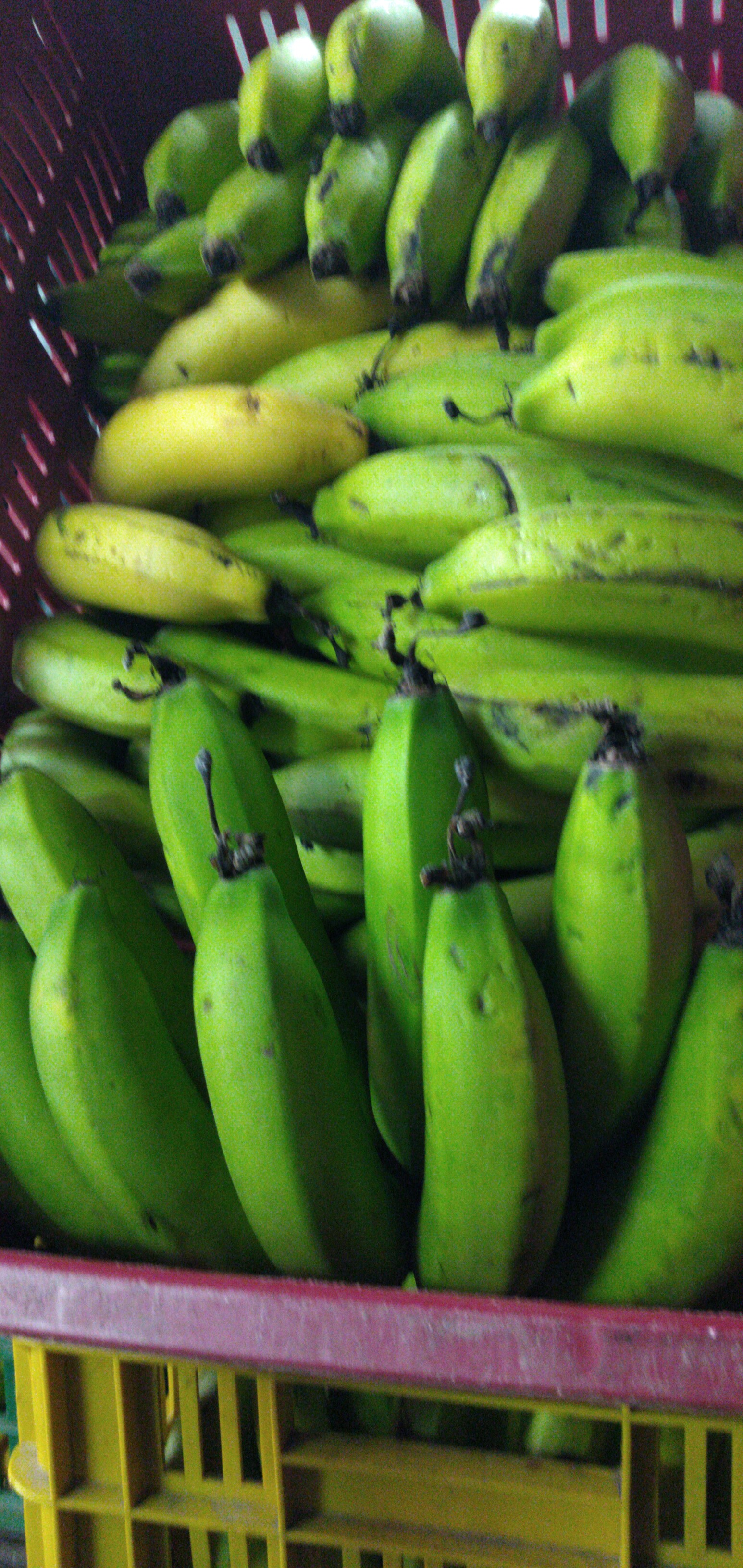 Banano criollo