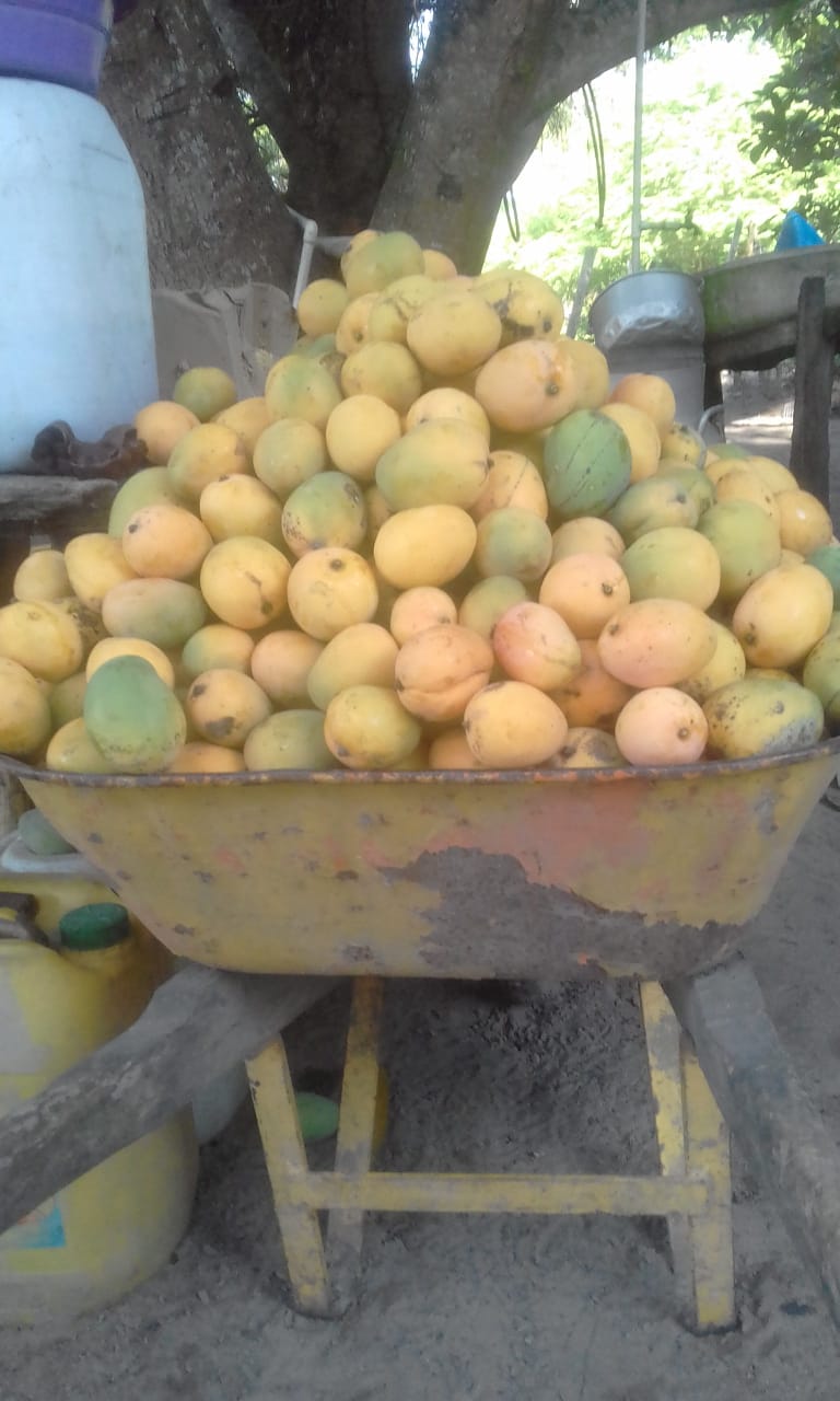 Mango de hilaza