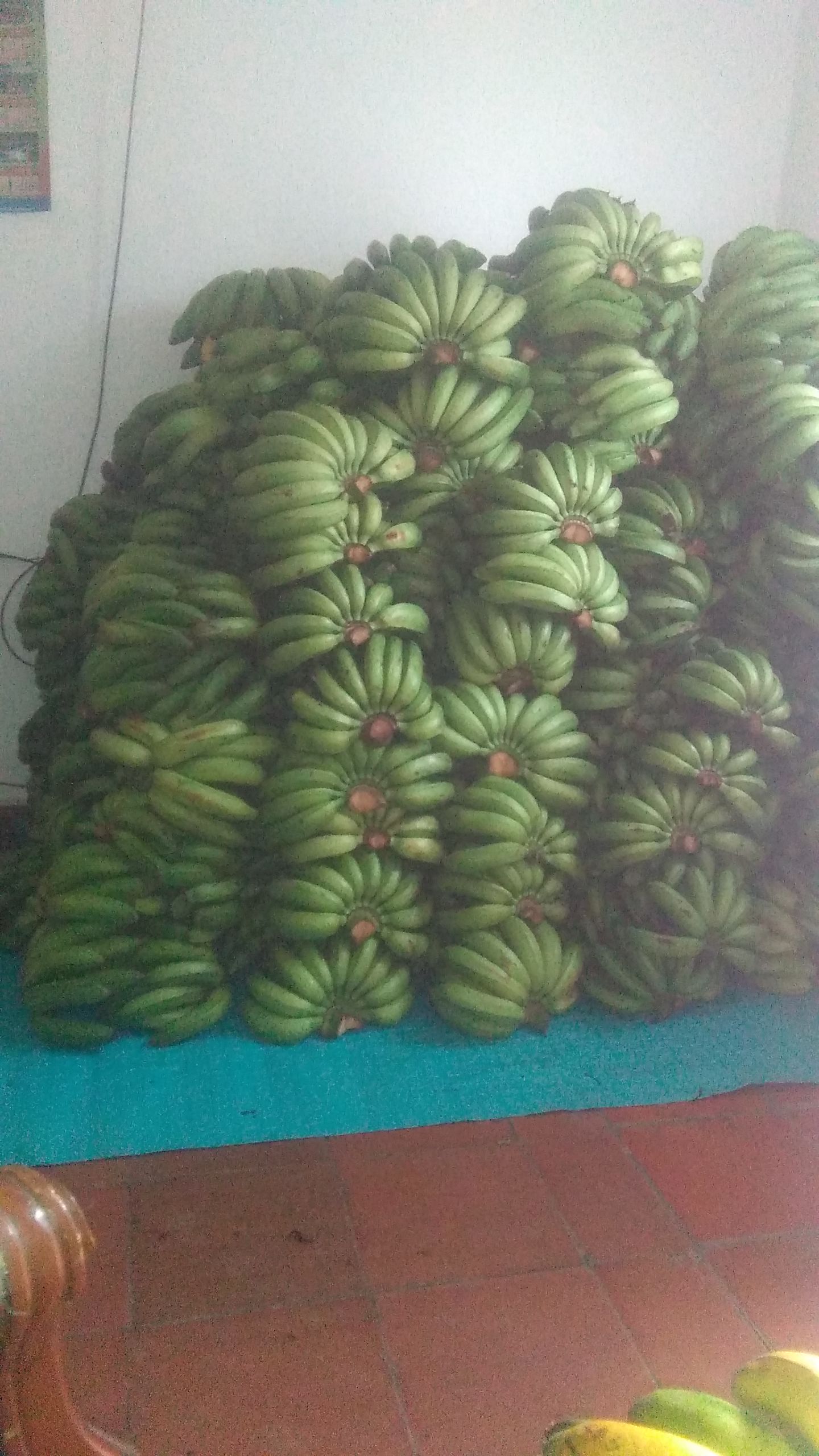 banano criollo