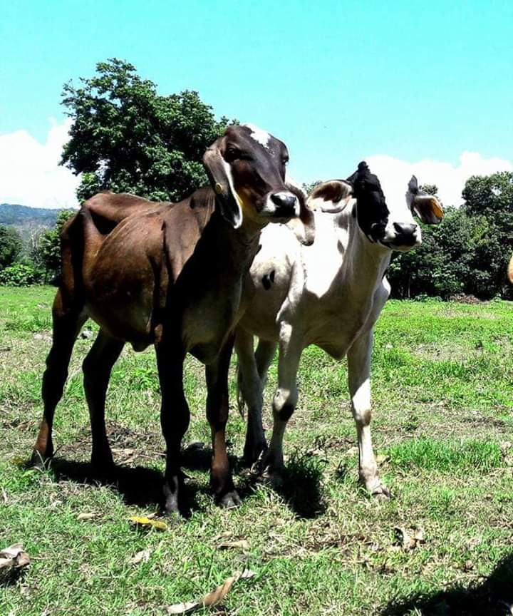 Terneras Parda f1 y Holstein