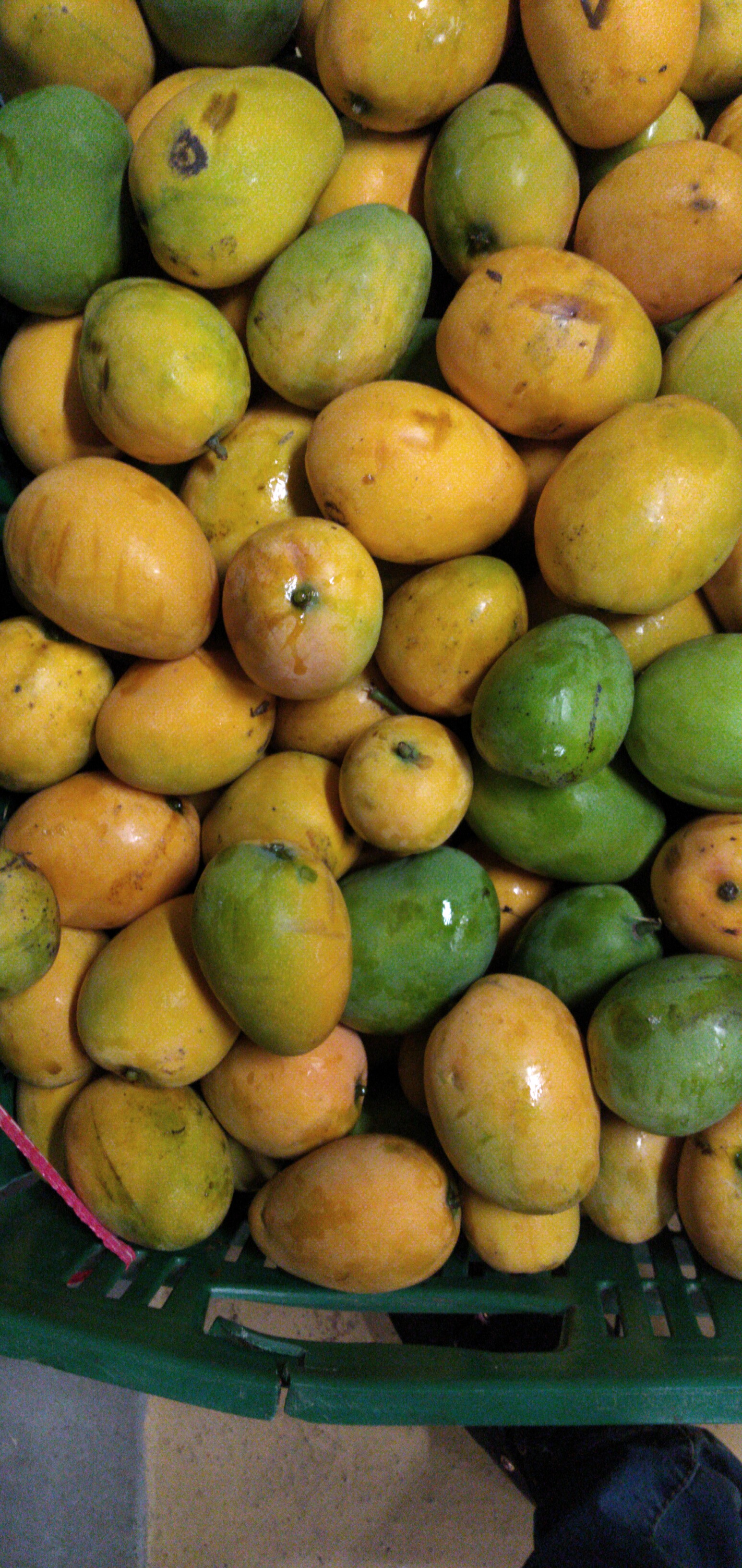 Mango criollo