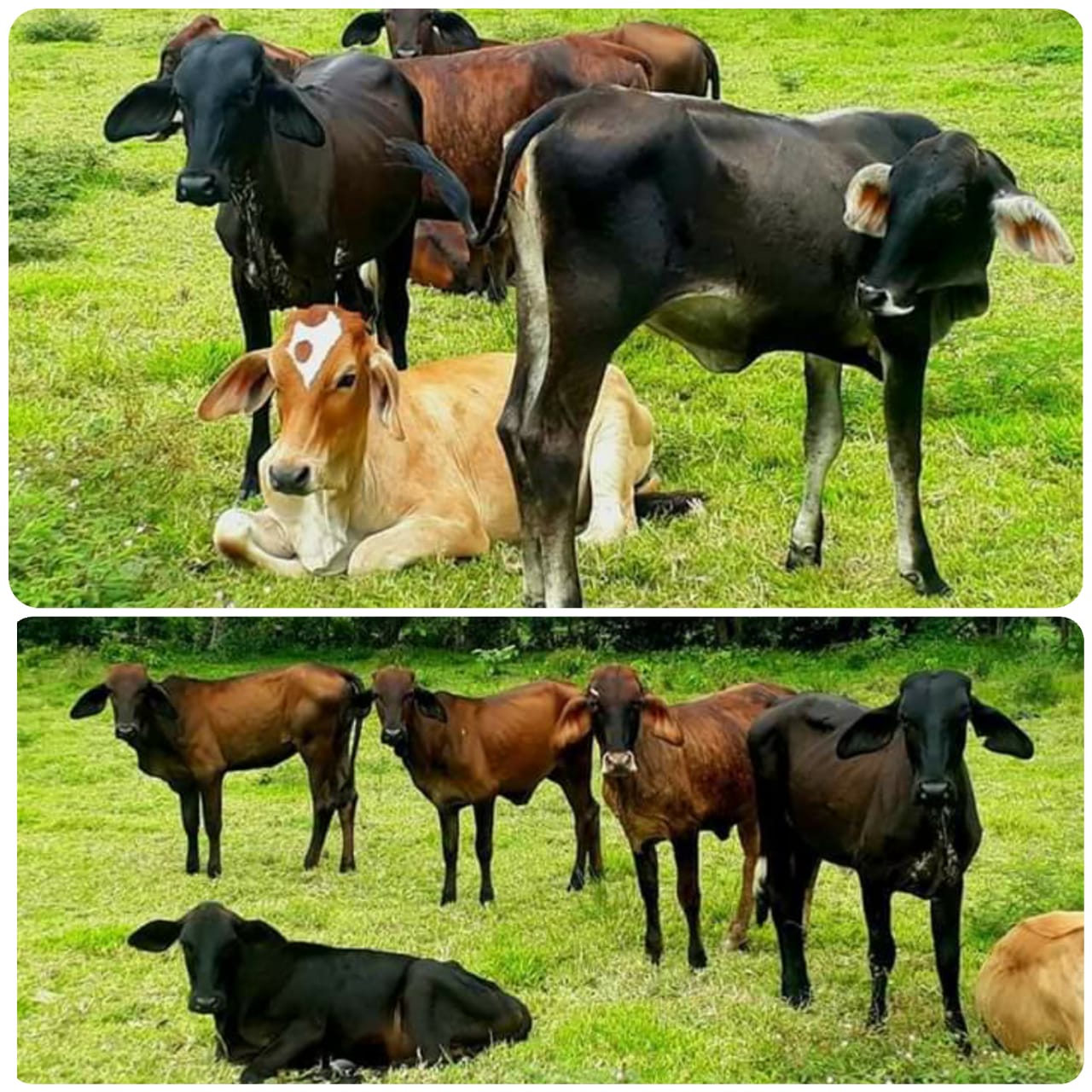 Terneras tipo leche ,trópico bajo colombiano