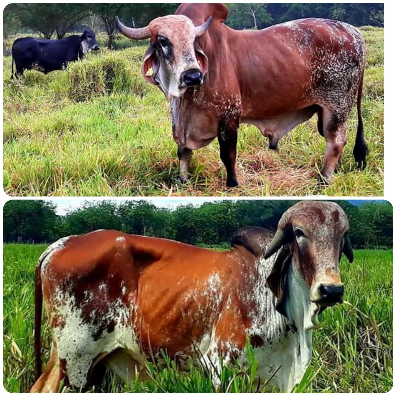 Toros Gyr Brasil 3 años en adelante