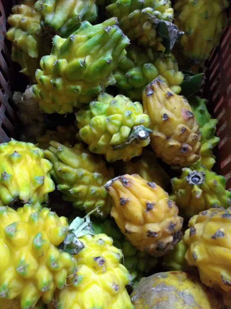 Pitahaya