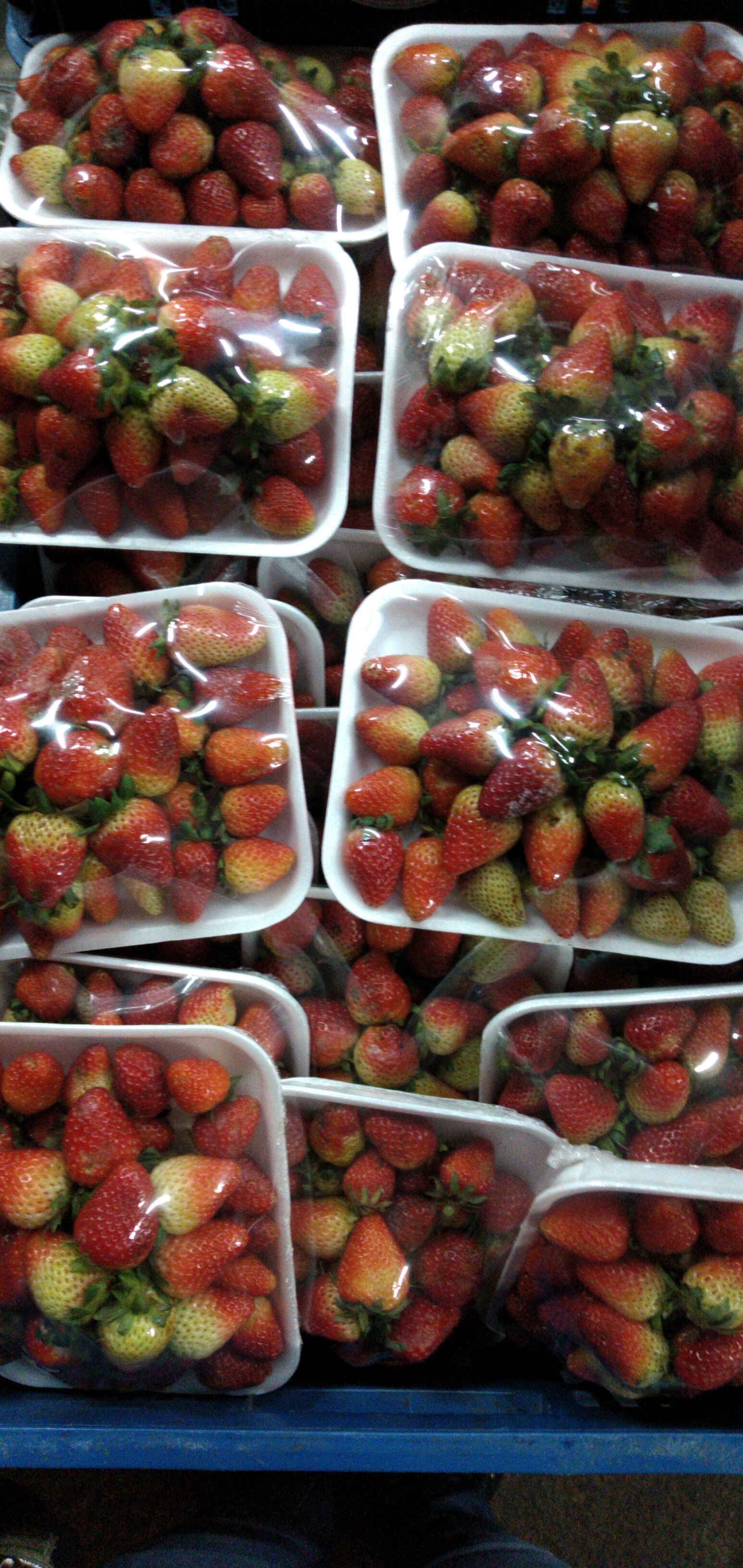 Fresa corriente bandeja