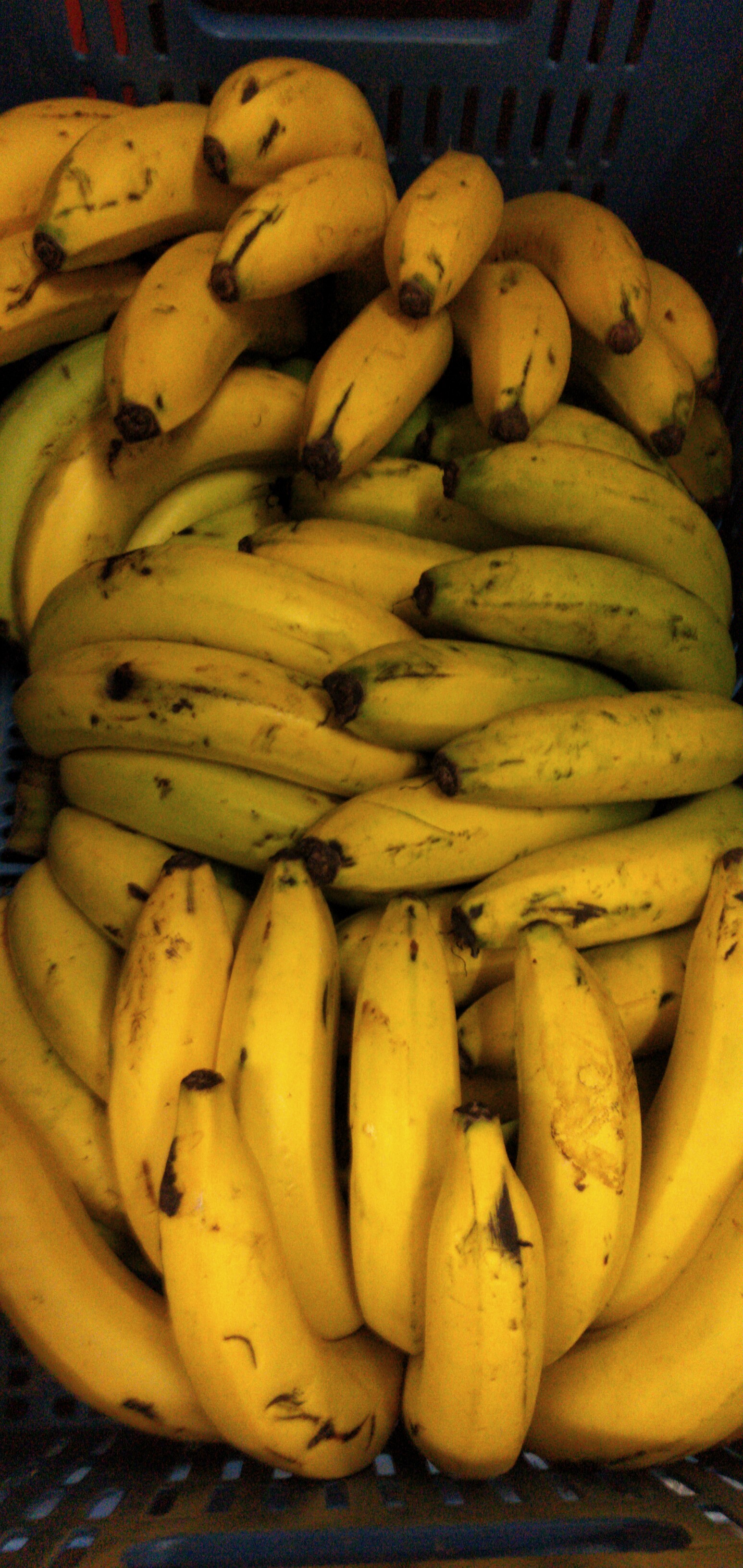 Banano criollo